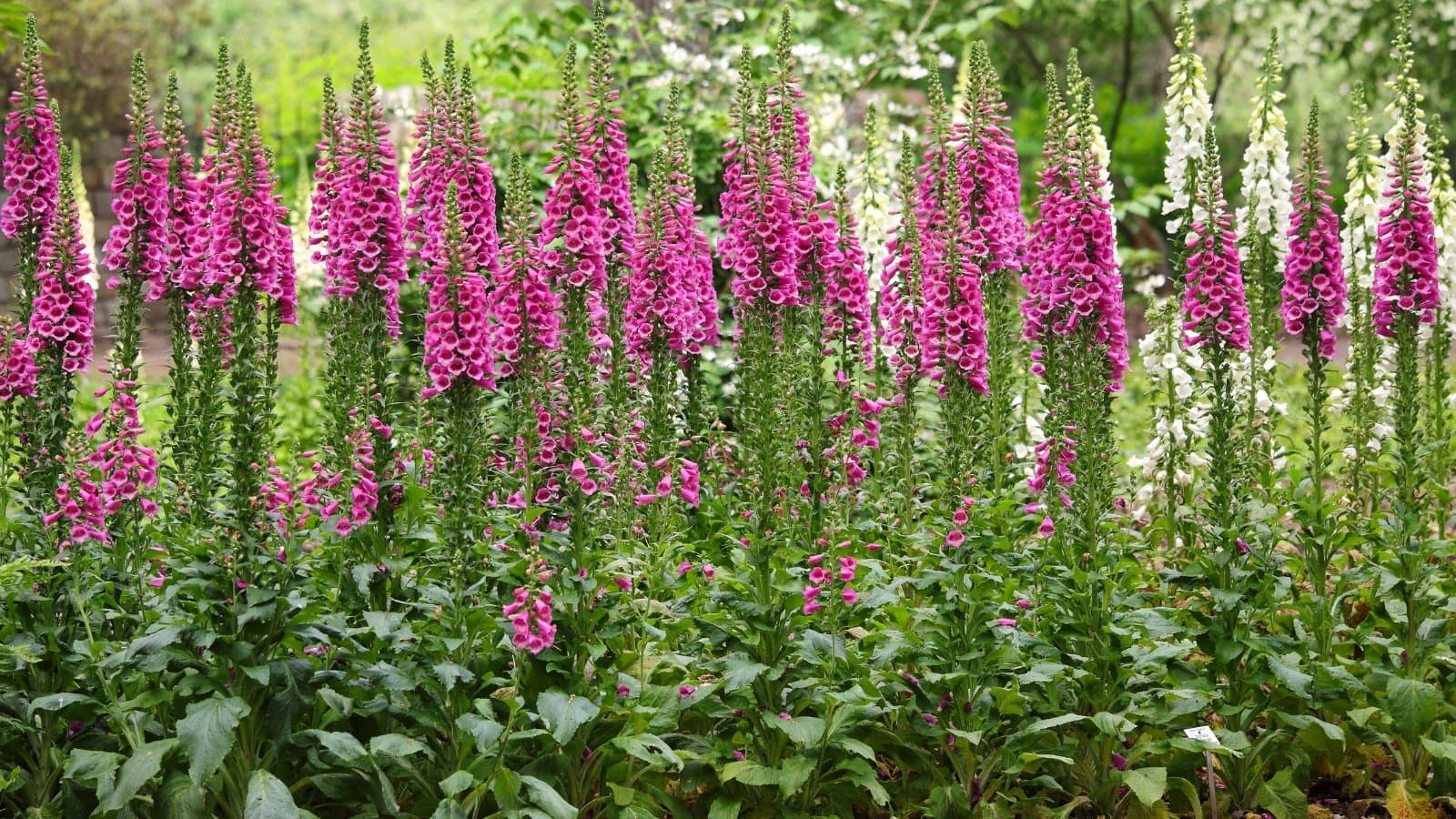 Spanish Foxglove