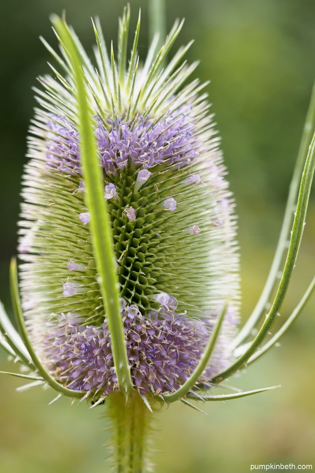 Teasel