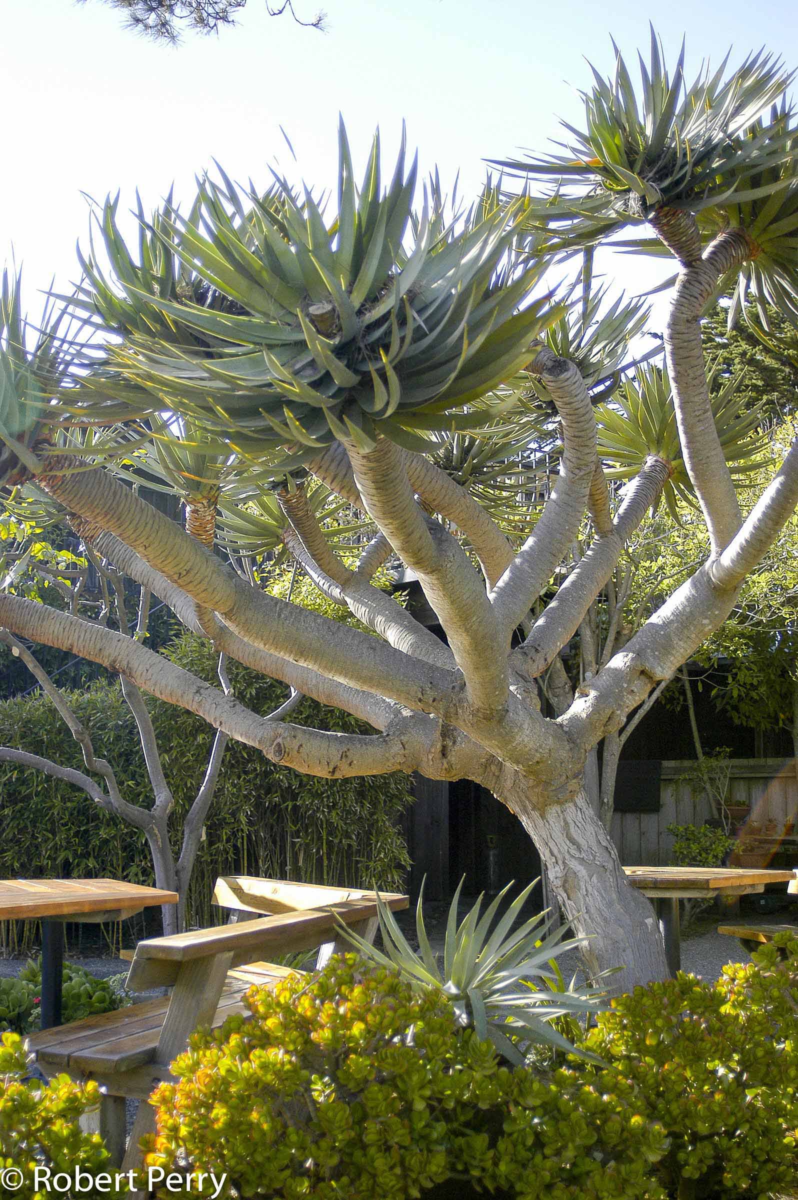Dragon Tree