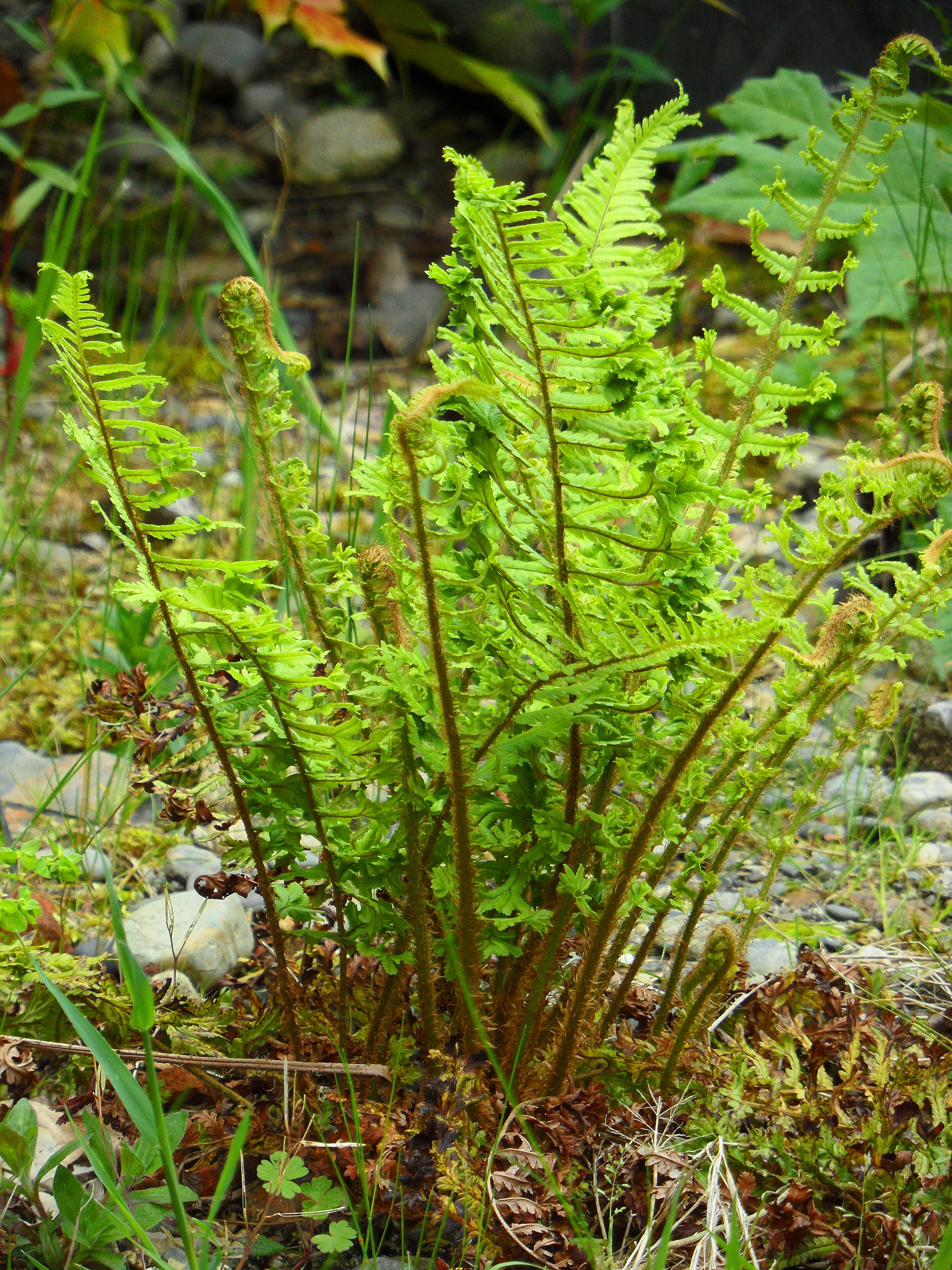 Crested Male Fern