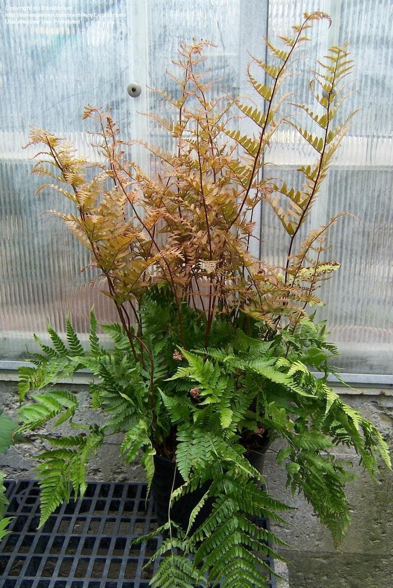 Prolific Autumn Fern