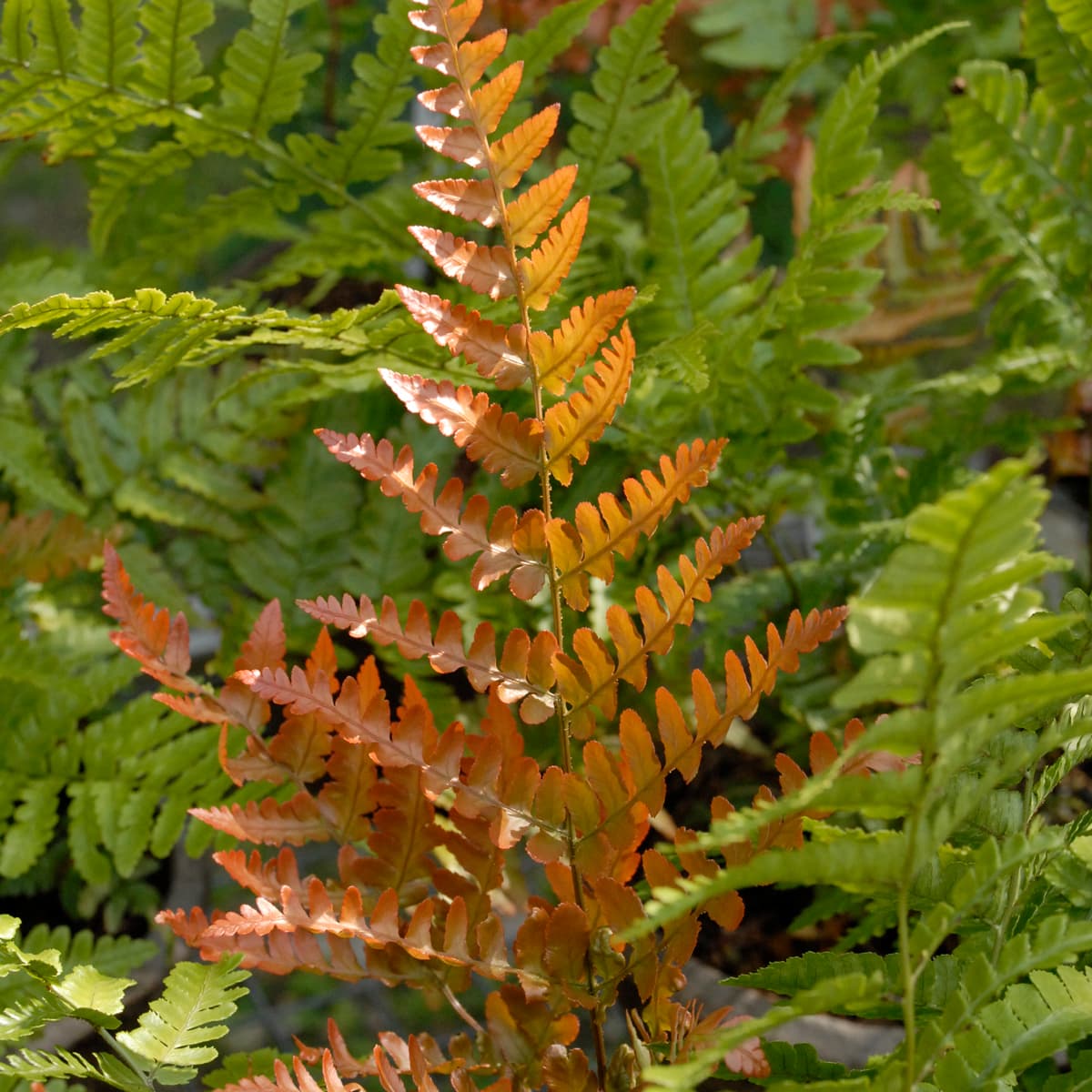 Autumn Fern
