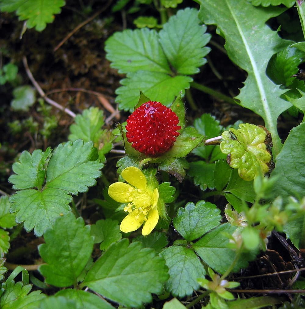Indian Strawberry