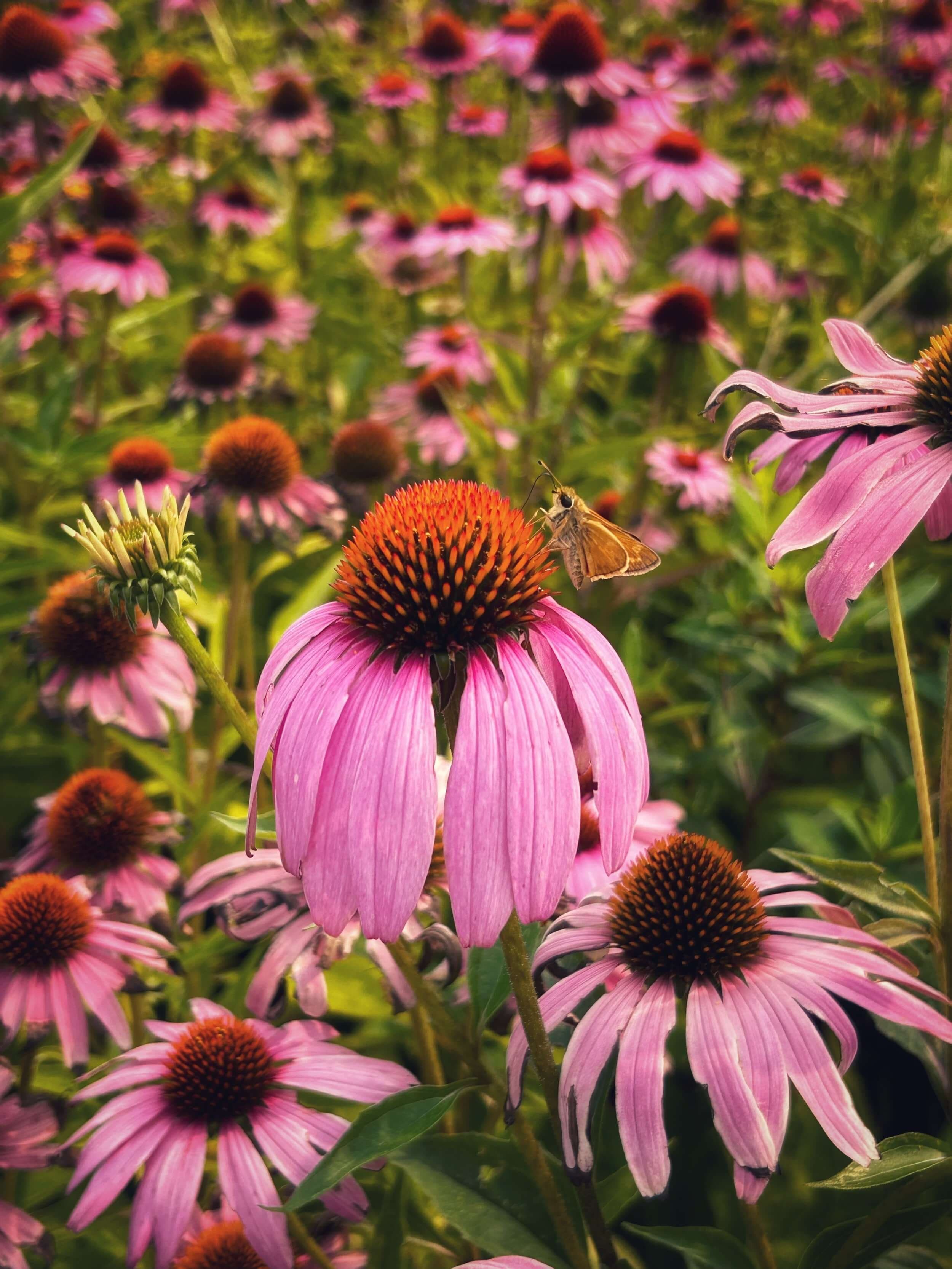 Purple Coneflower