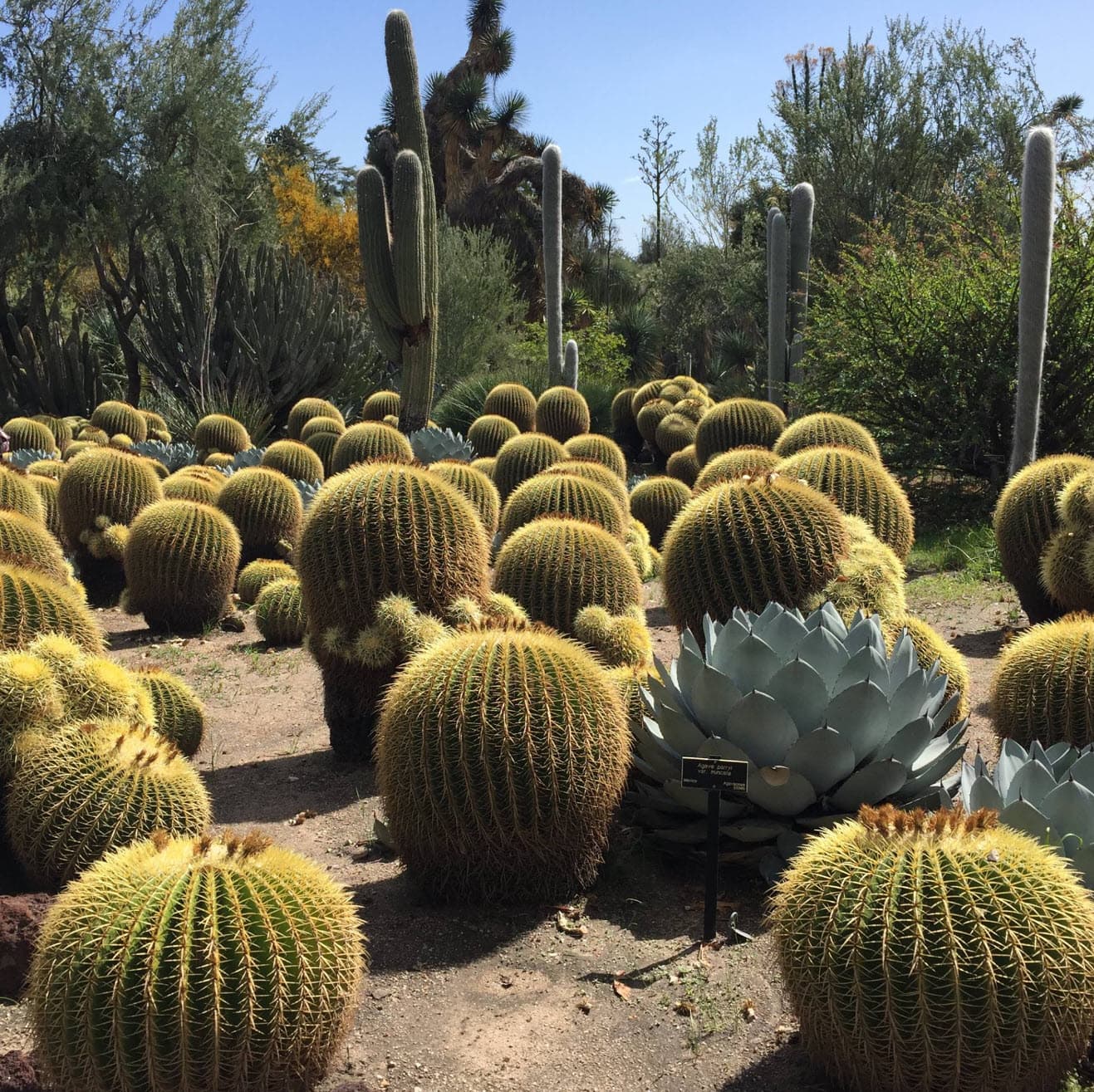 Golden Barrel Cactus