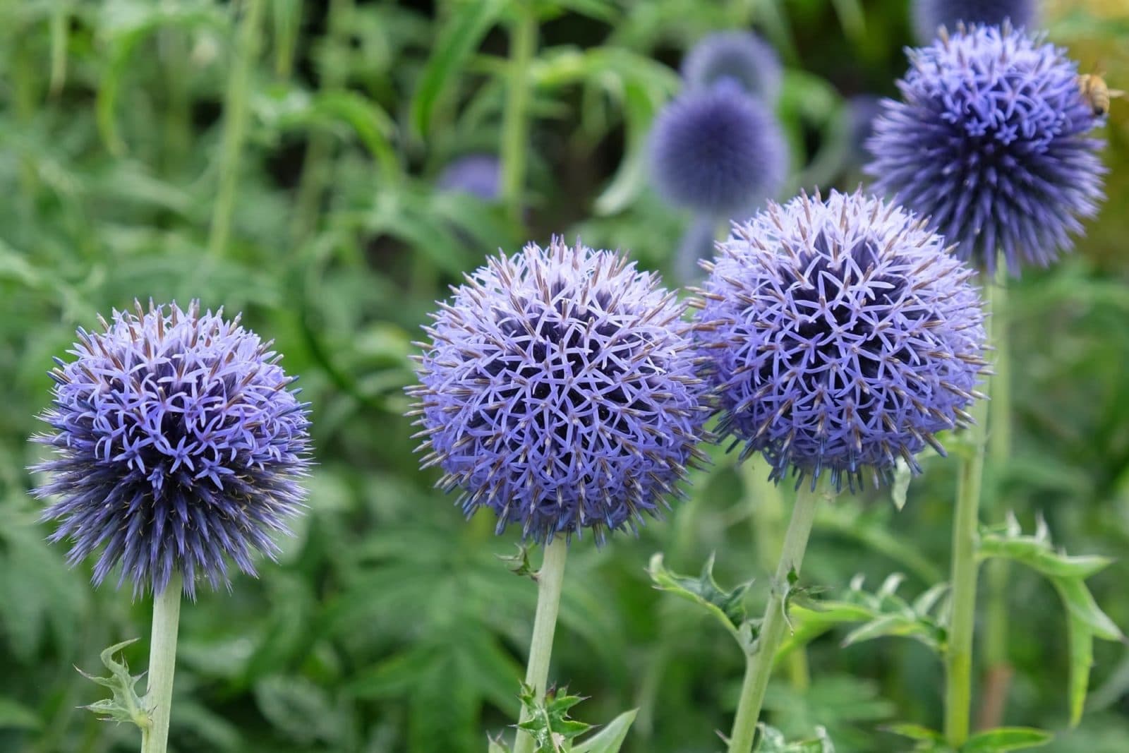 Taplow Blue Globe Thistle