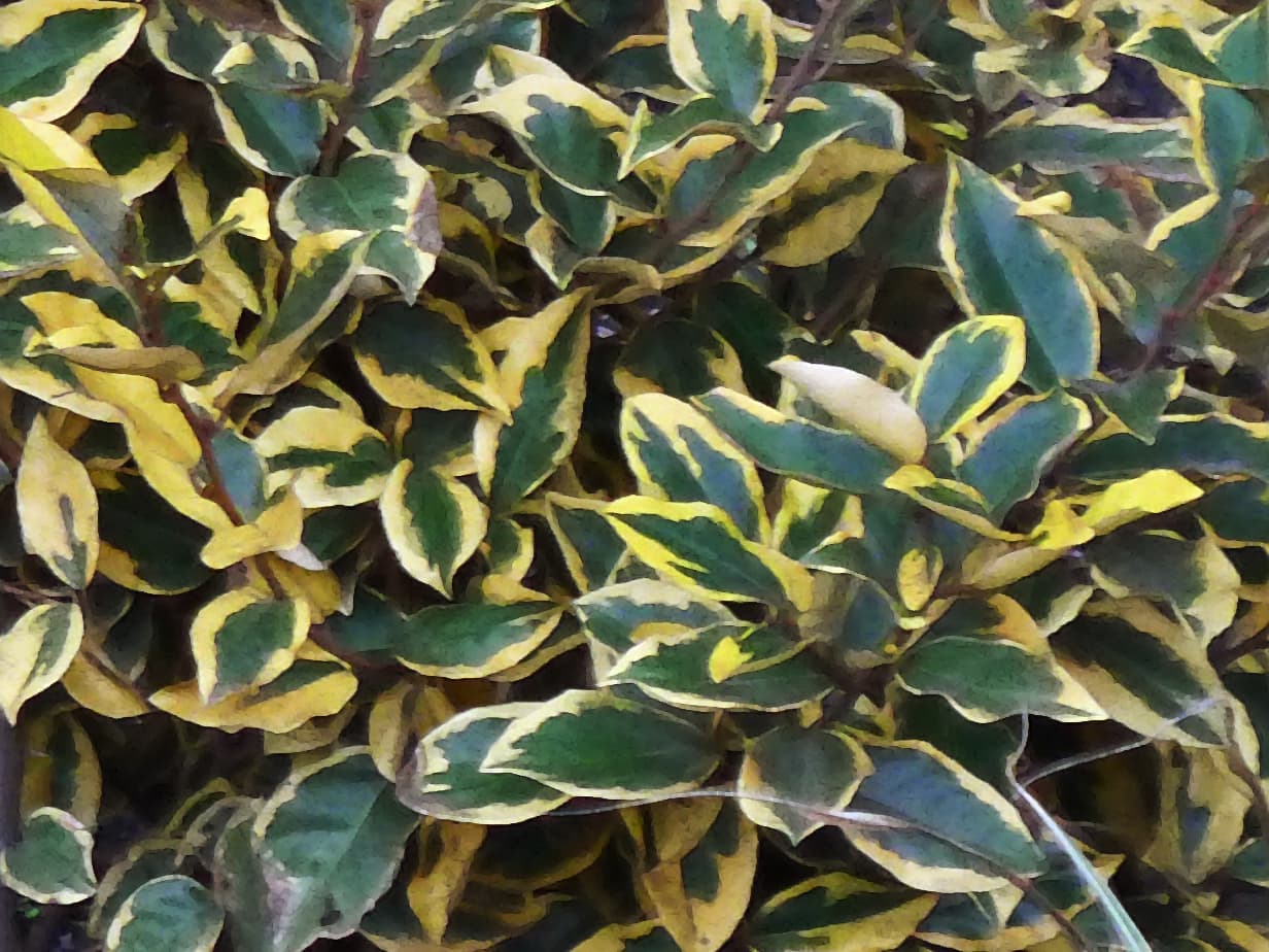 Gilt Edge Silverberry