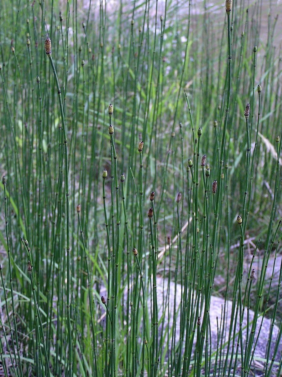 Horsetail Reed