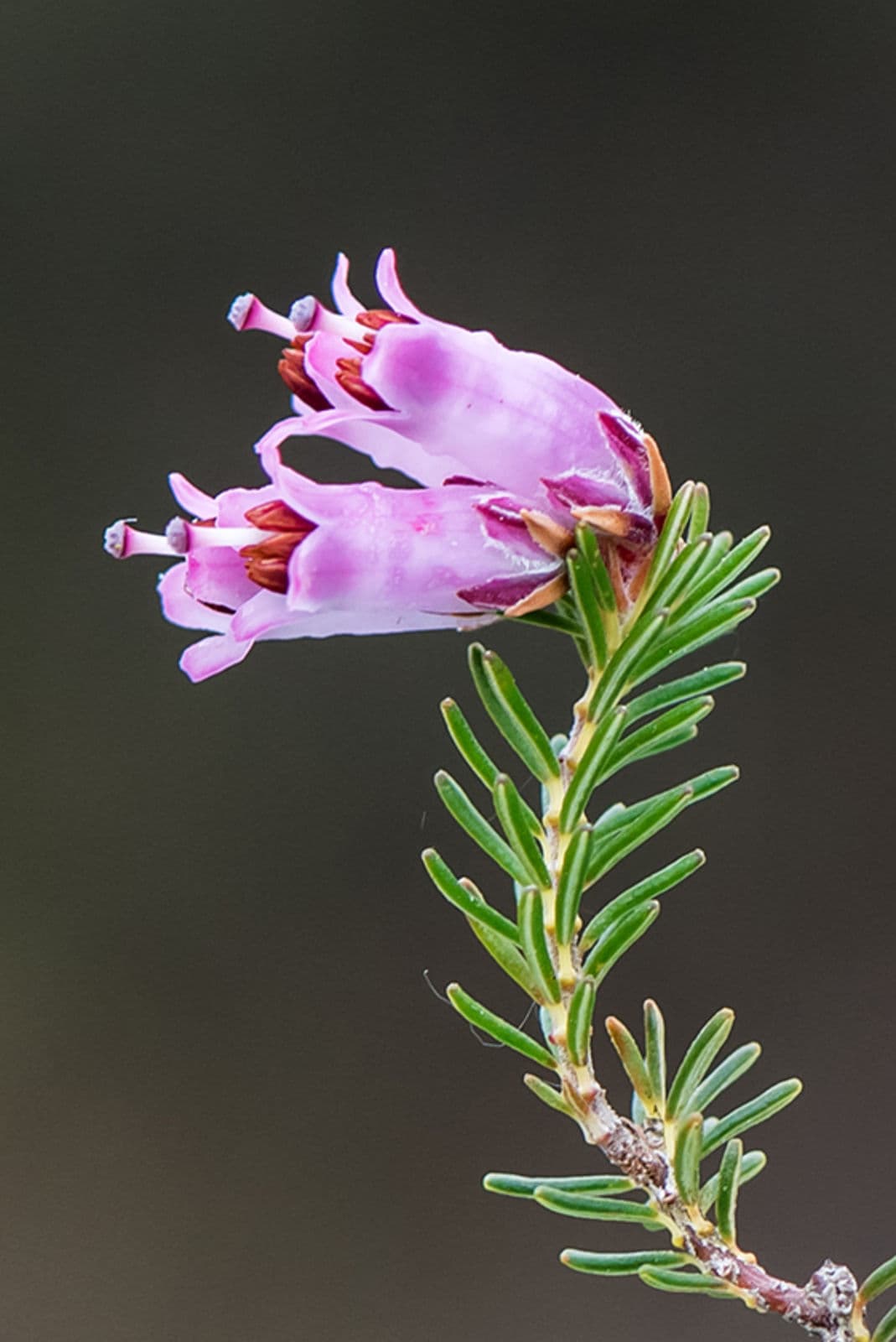 Spanish Heath