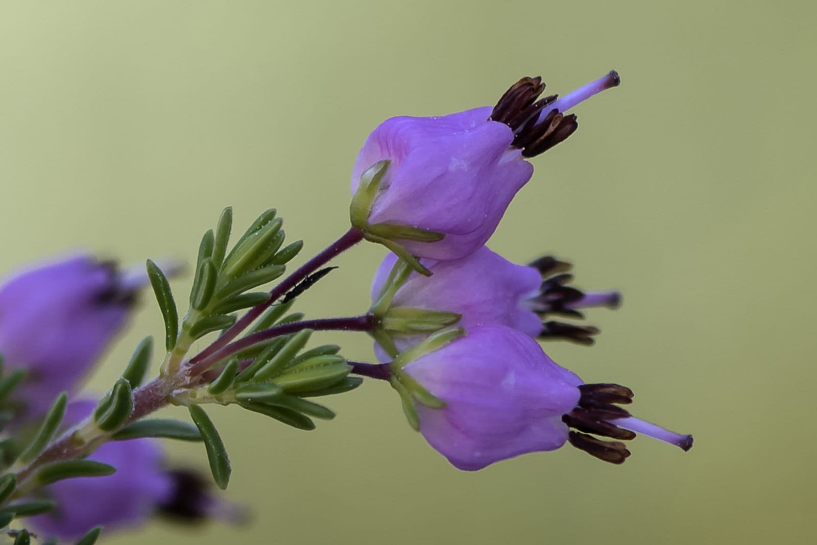 Dwarf Spanish Heath