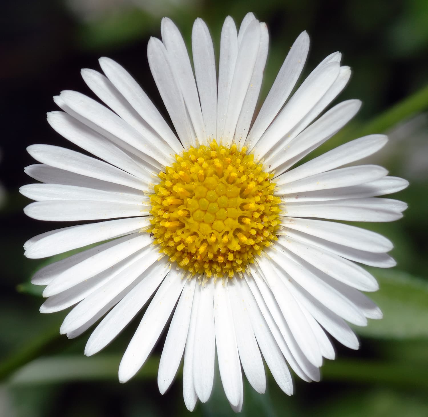 Mexican Fleabane