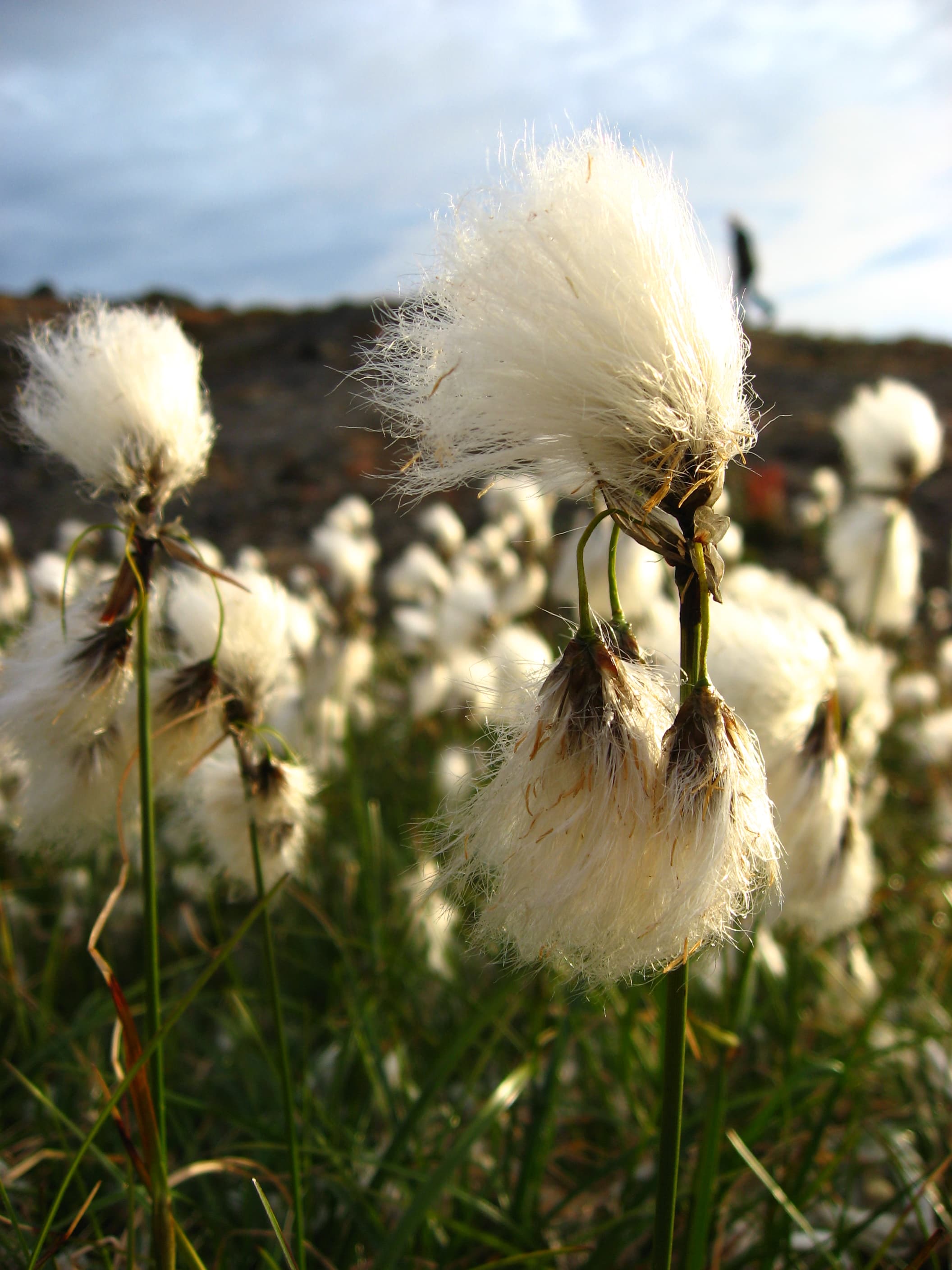 Common Cottongrass