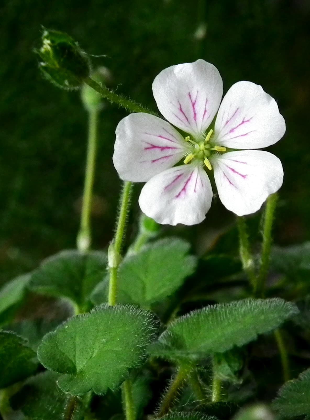 White Stork's Bill