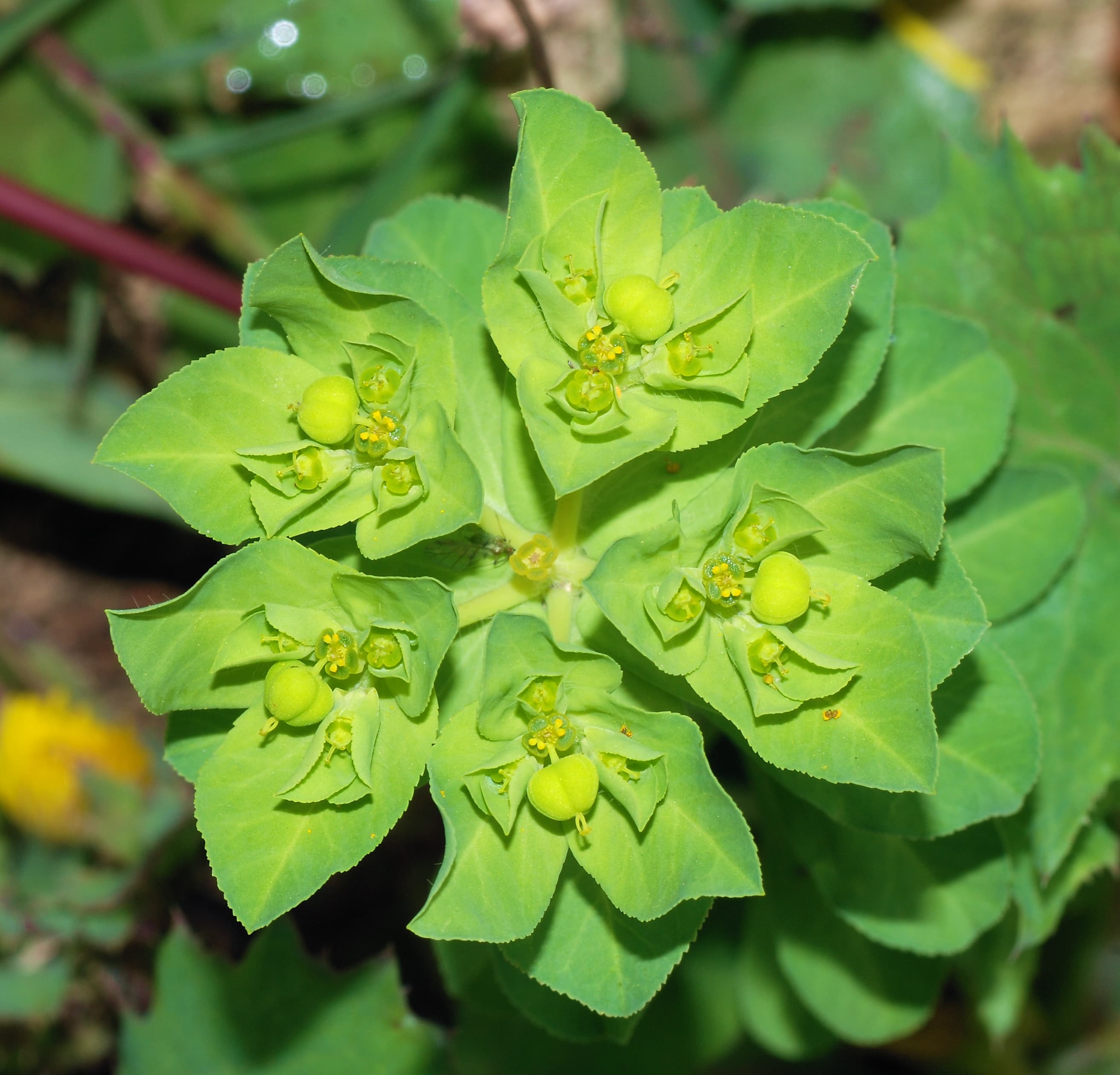 Euphorbia Species