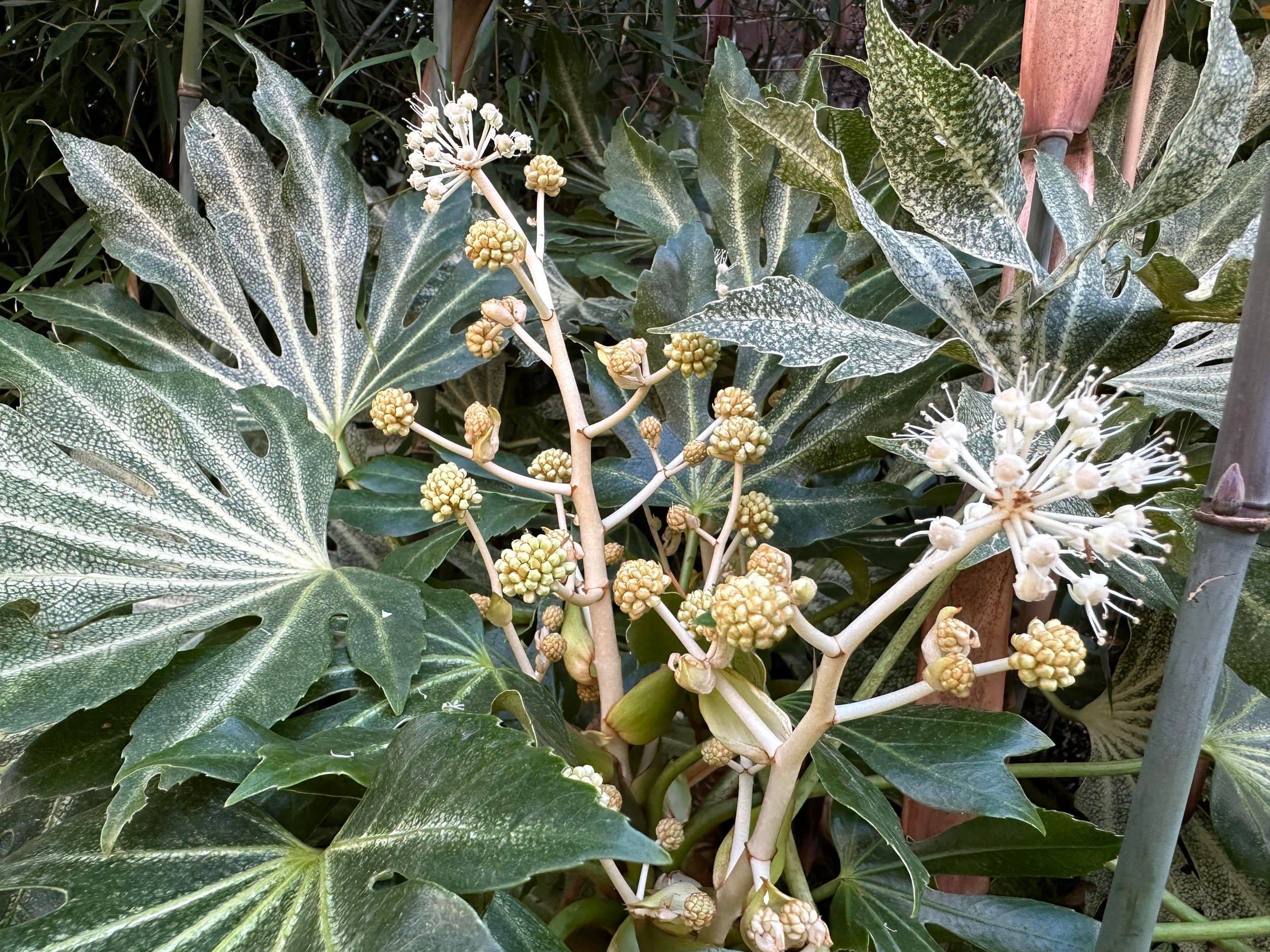 Spider's Web Japanese Aralia