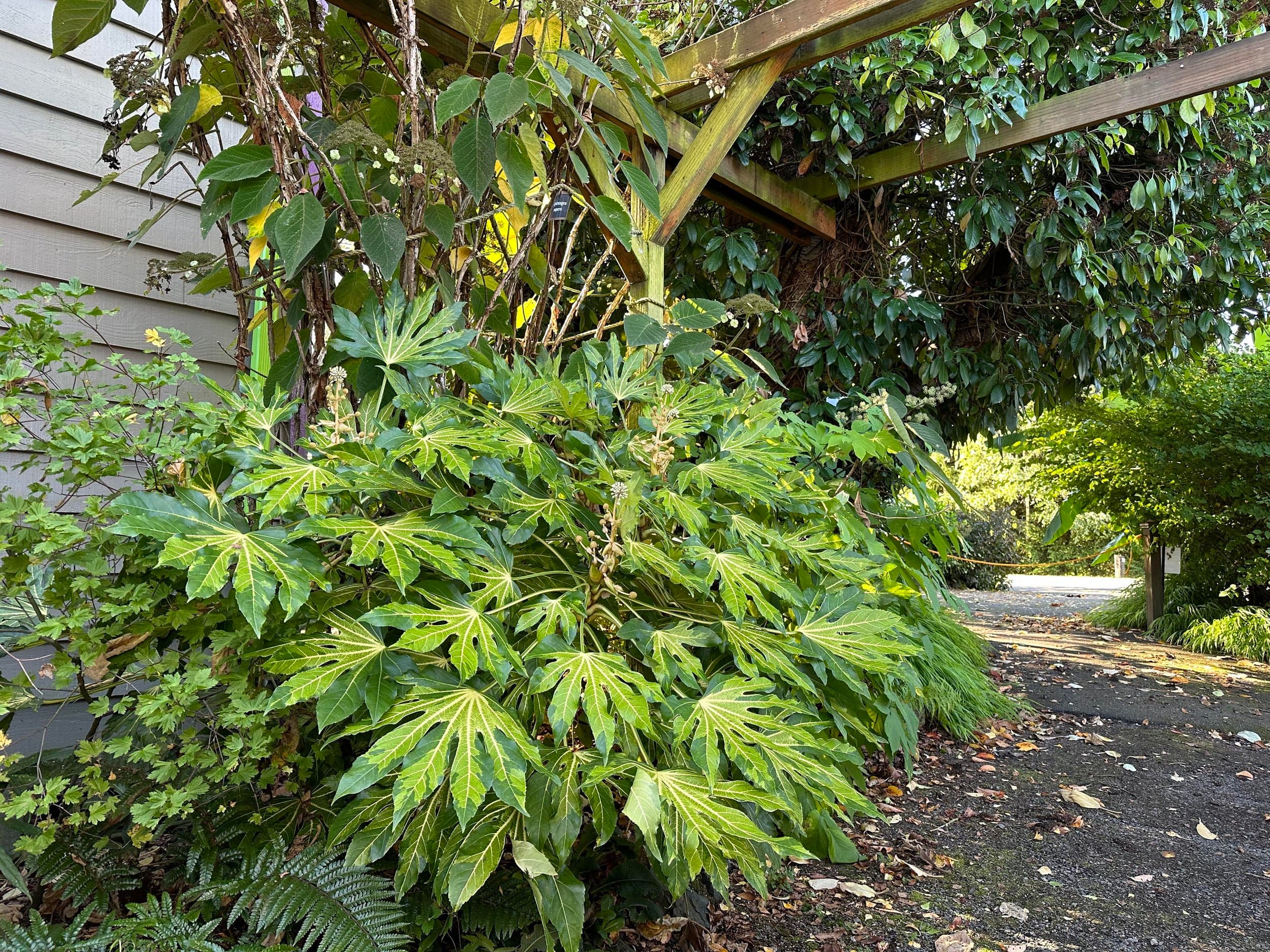 Japanese Aralia