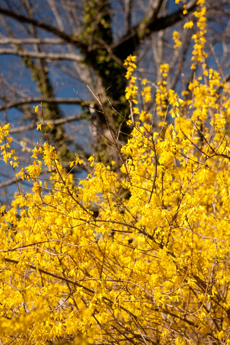 Border Forsythia