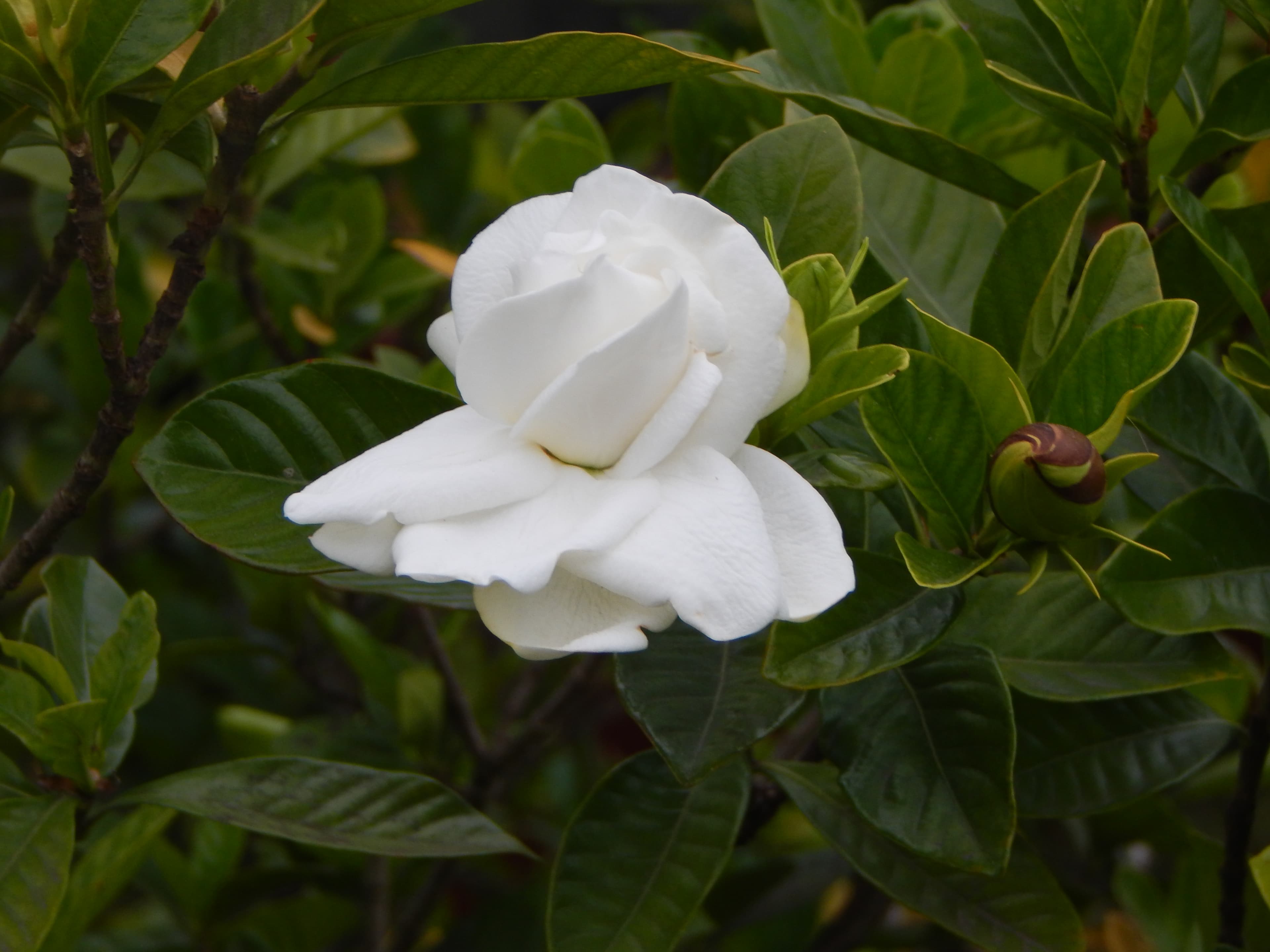 Cape Jasmine