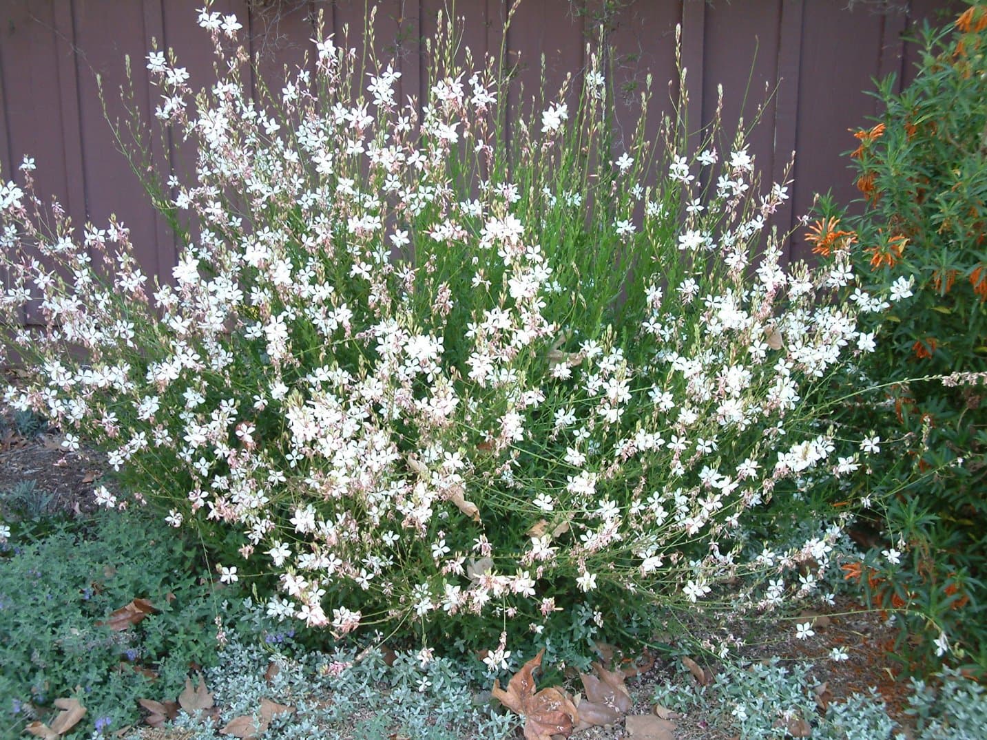 White Gaura
