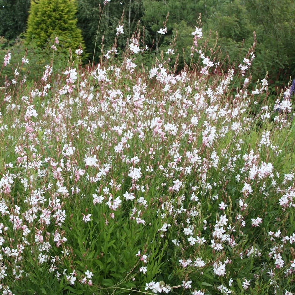 Butterfly Gaura