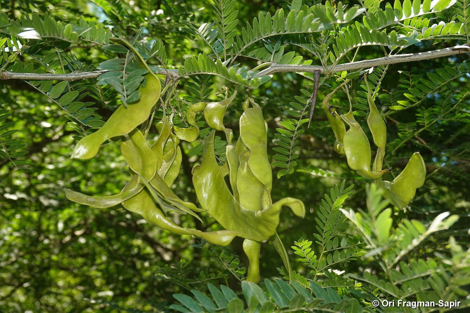 Honey Locust