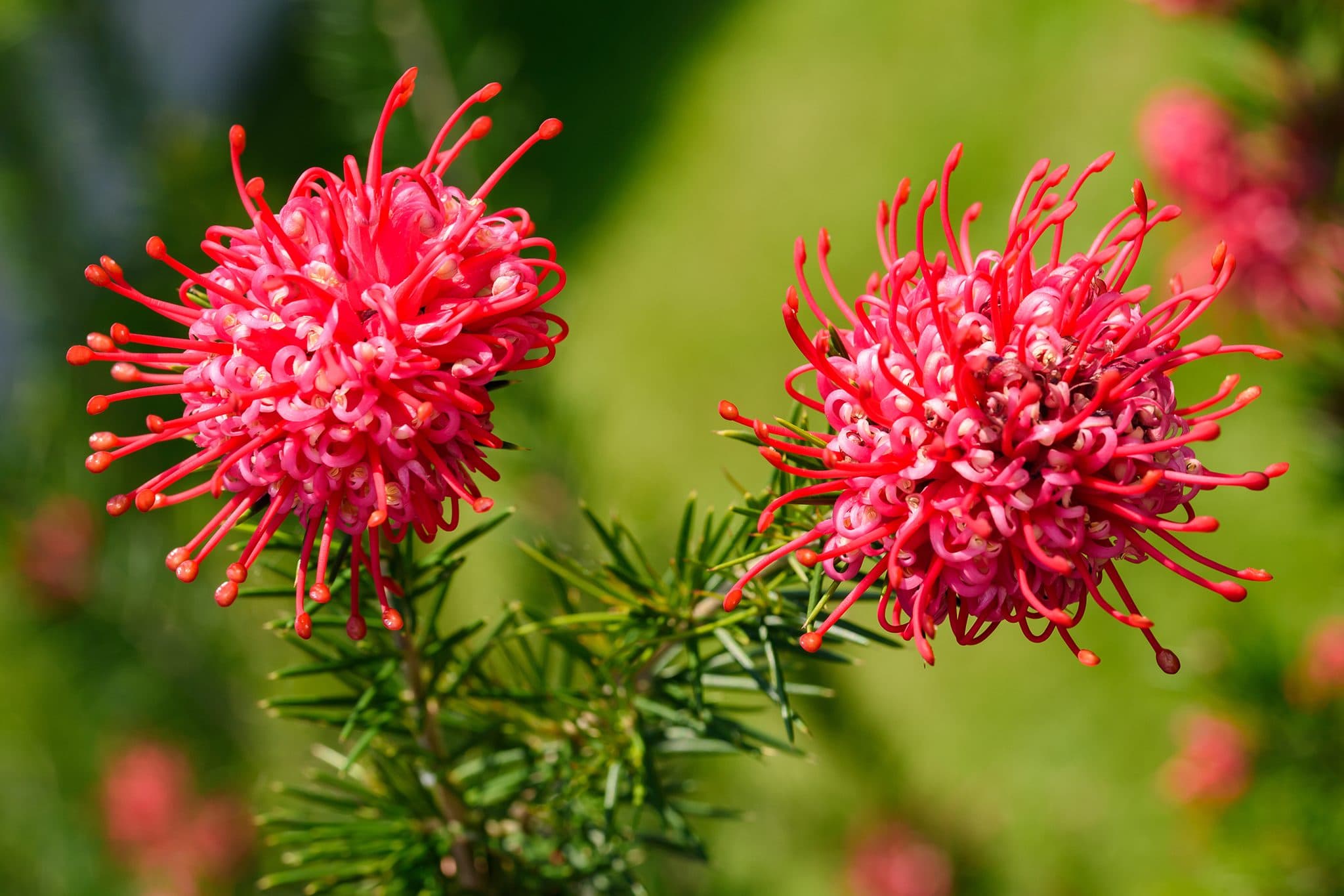 Juniper Grevillea