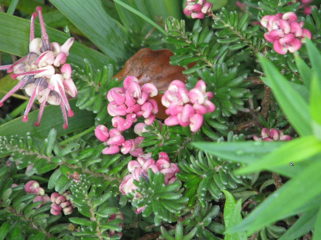 Woolly Grevillea 'Mt Tamboritha'