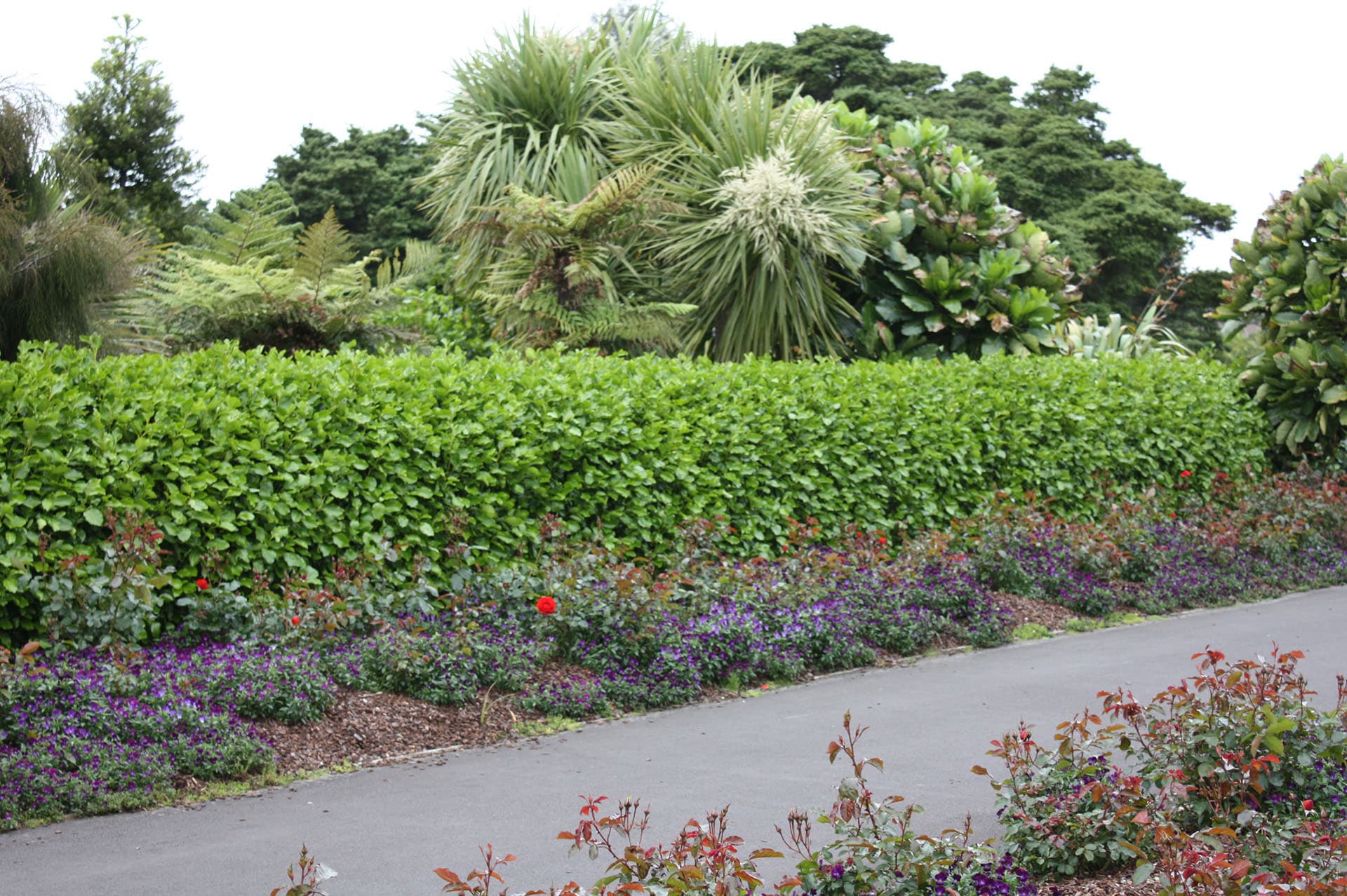 New Zealand Broadleaf