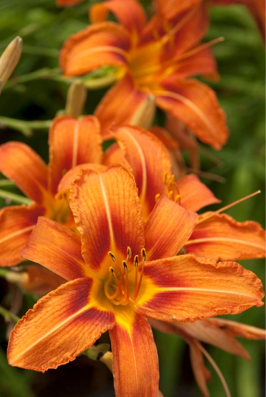 Daylily