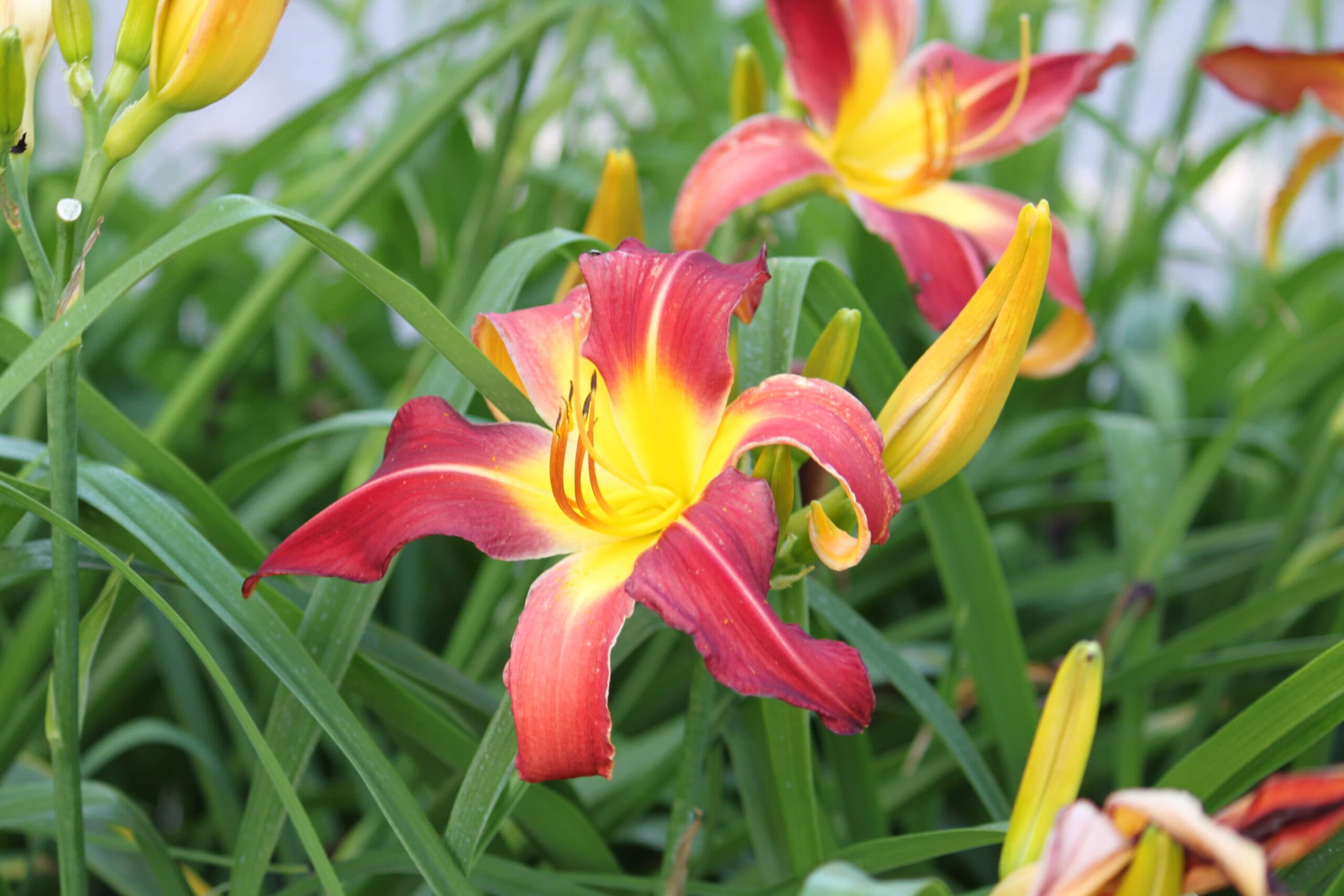 Daylily