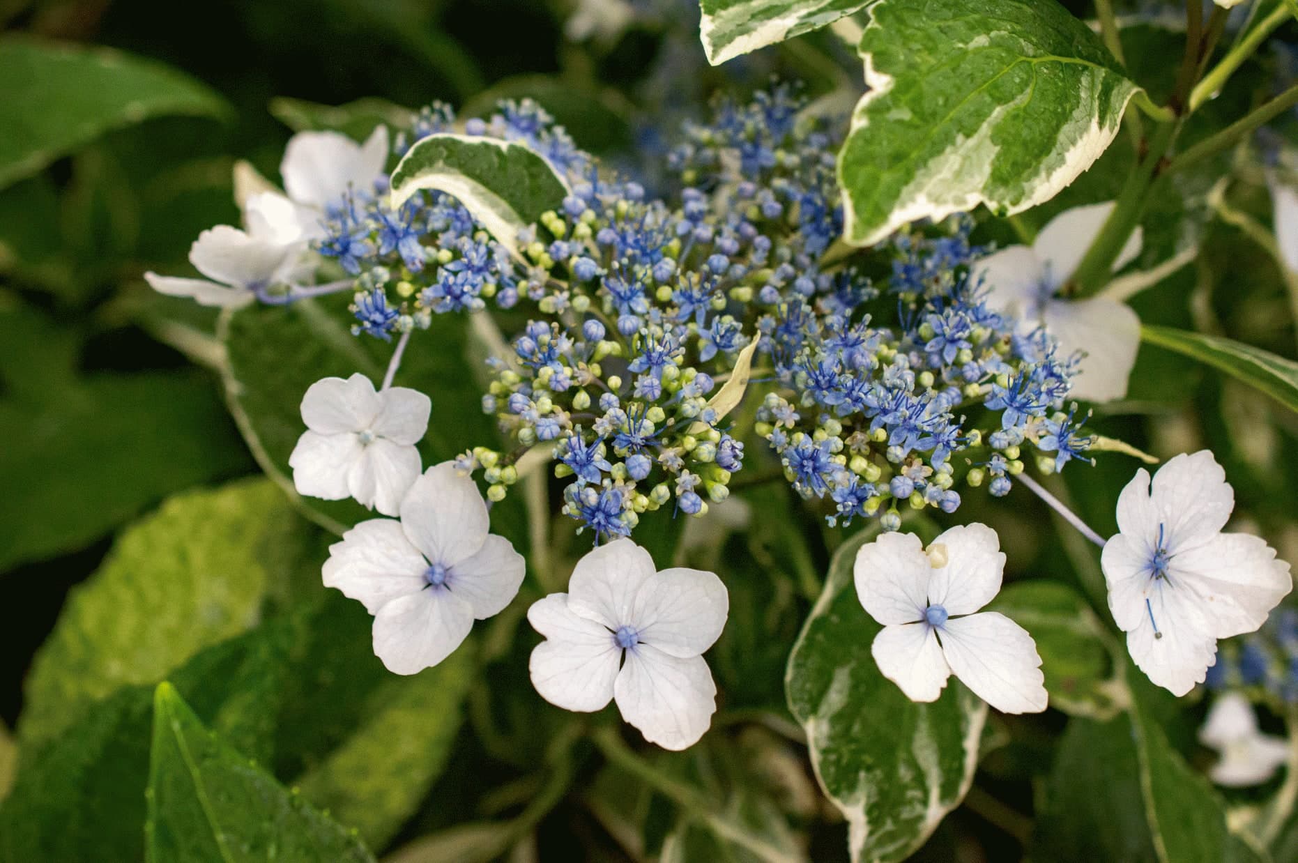 Bigleaf Hydrangea