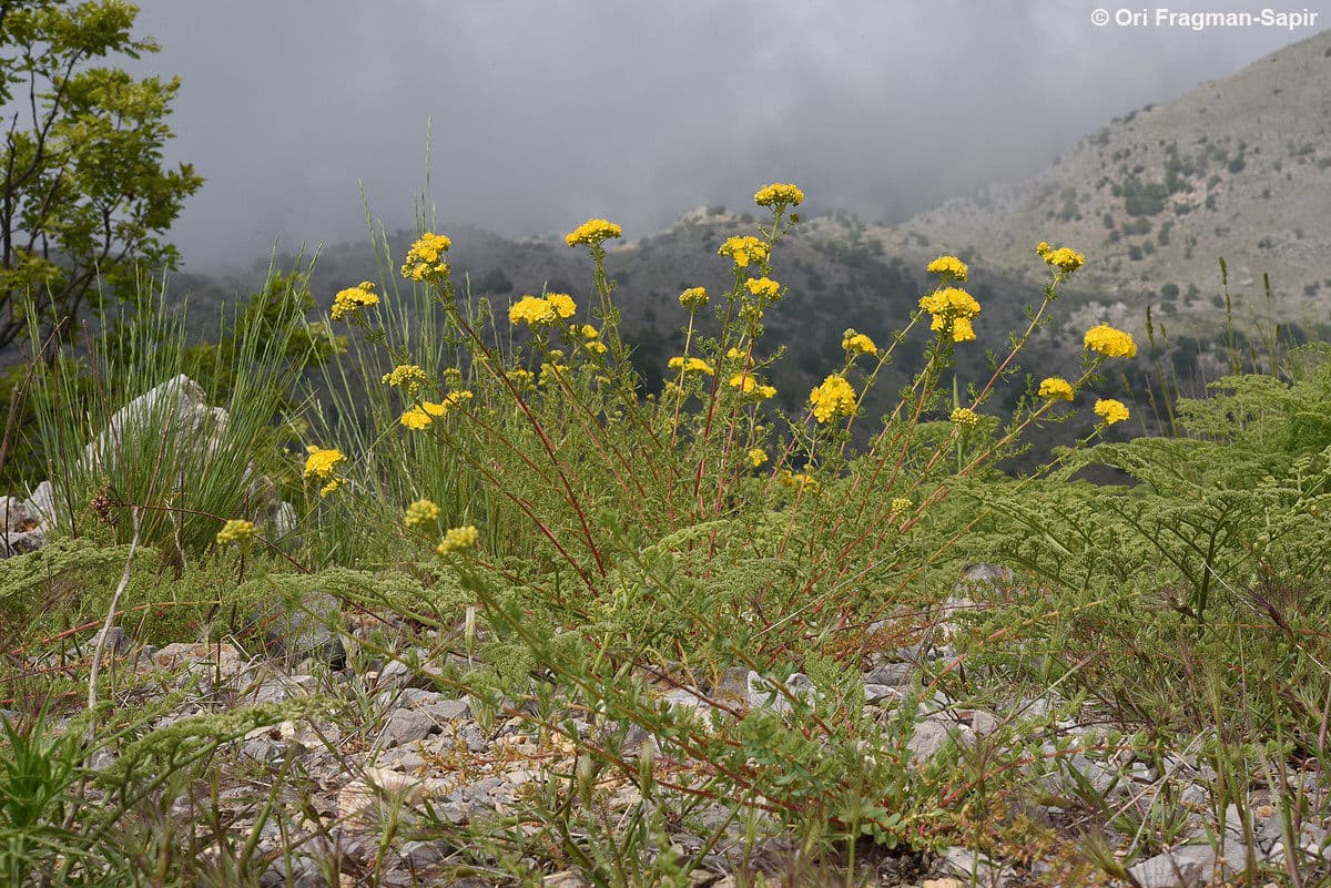 African St. John's Wort