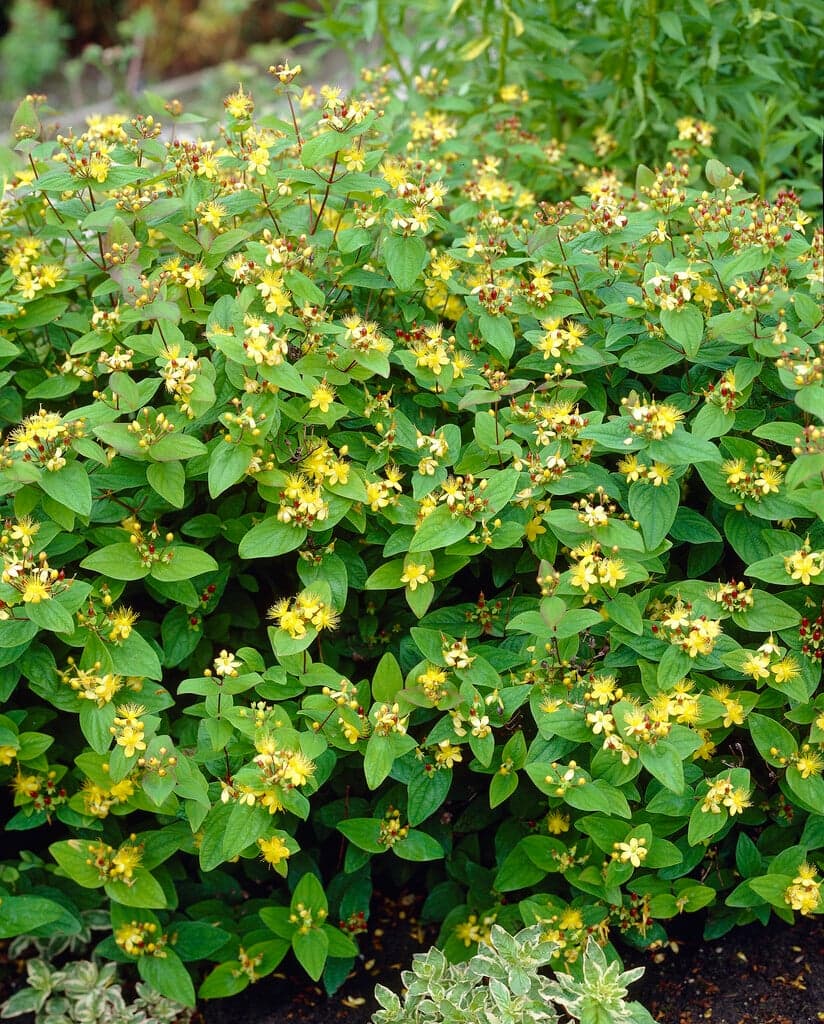 St. John's Wort