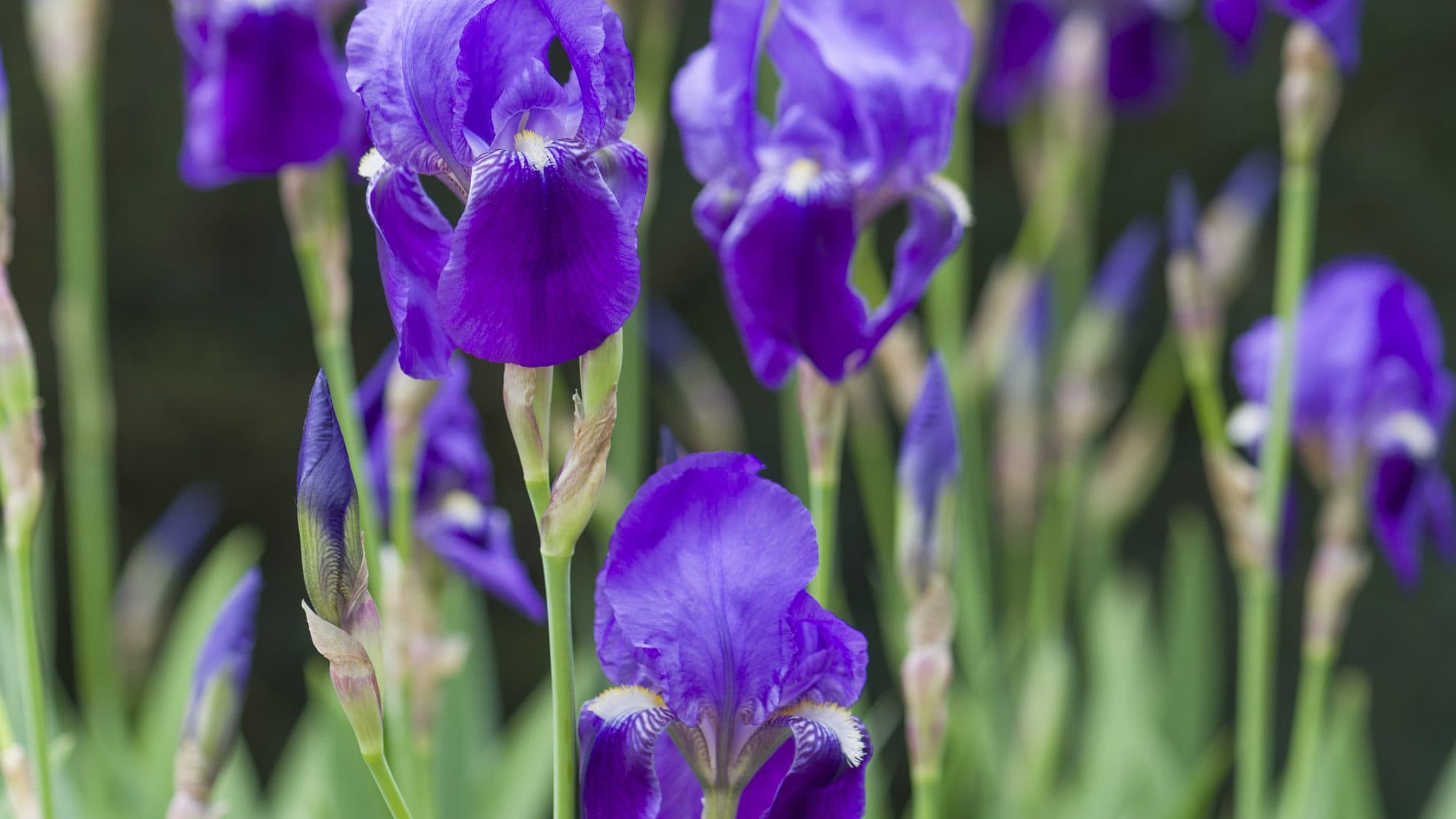 Bearded Iris