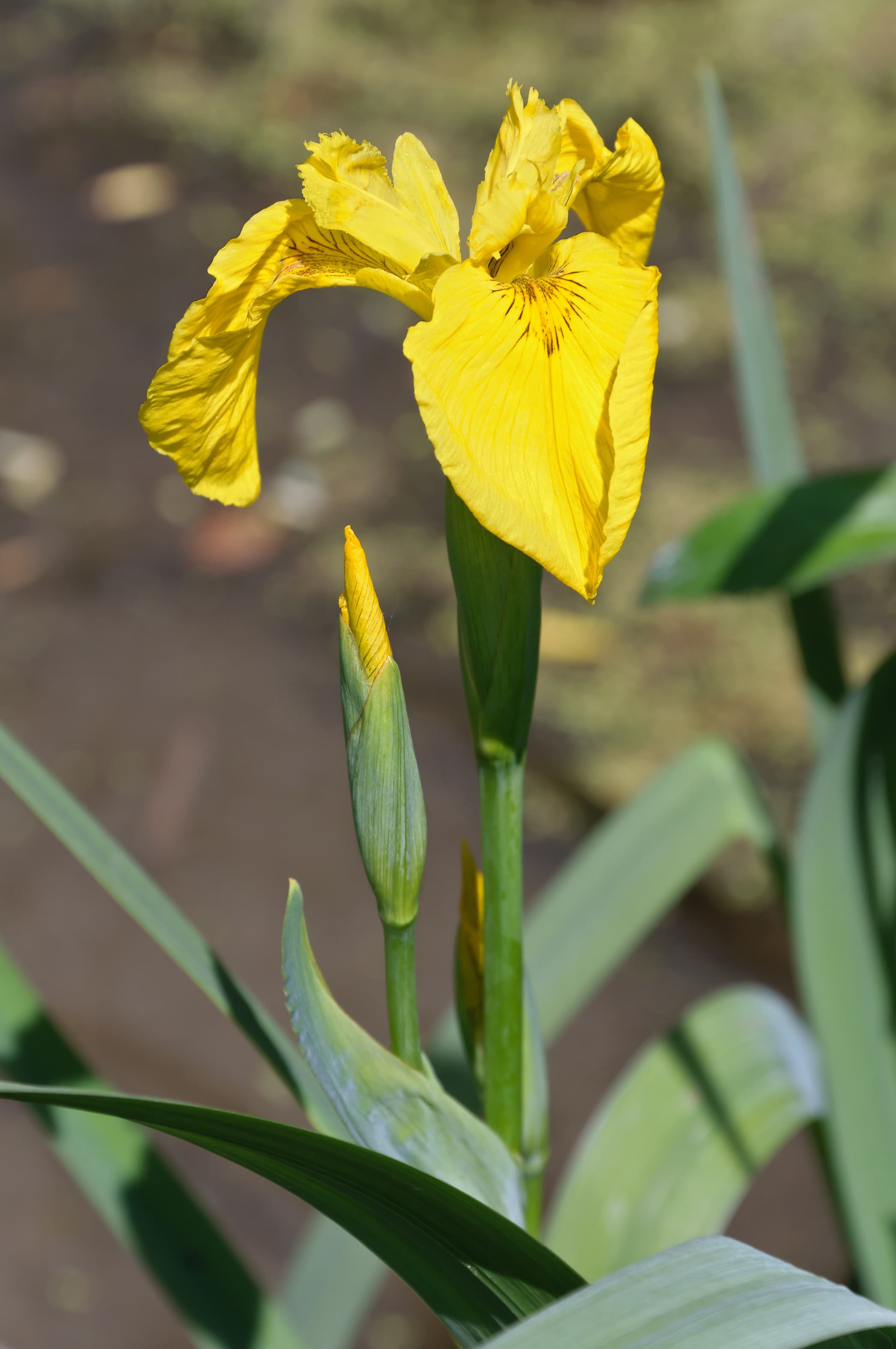 Yellow Flag Iris