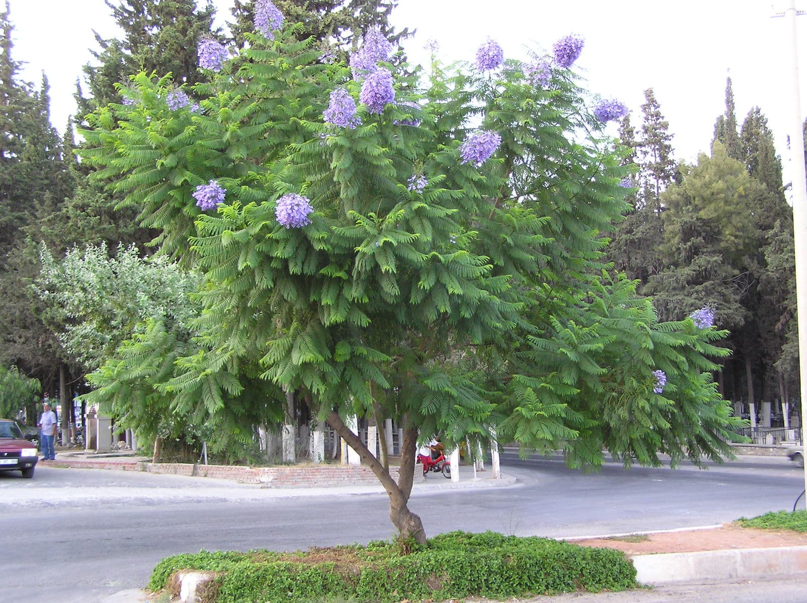 Jacaranda