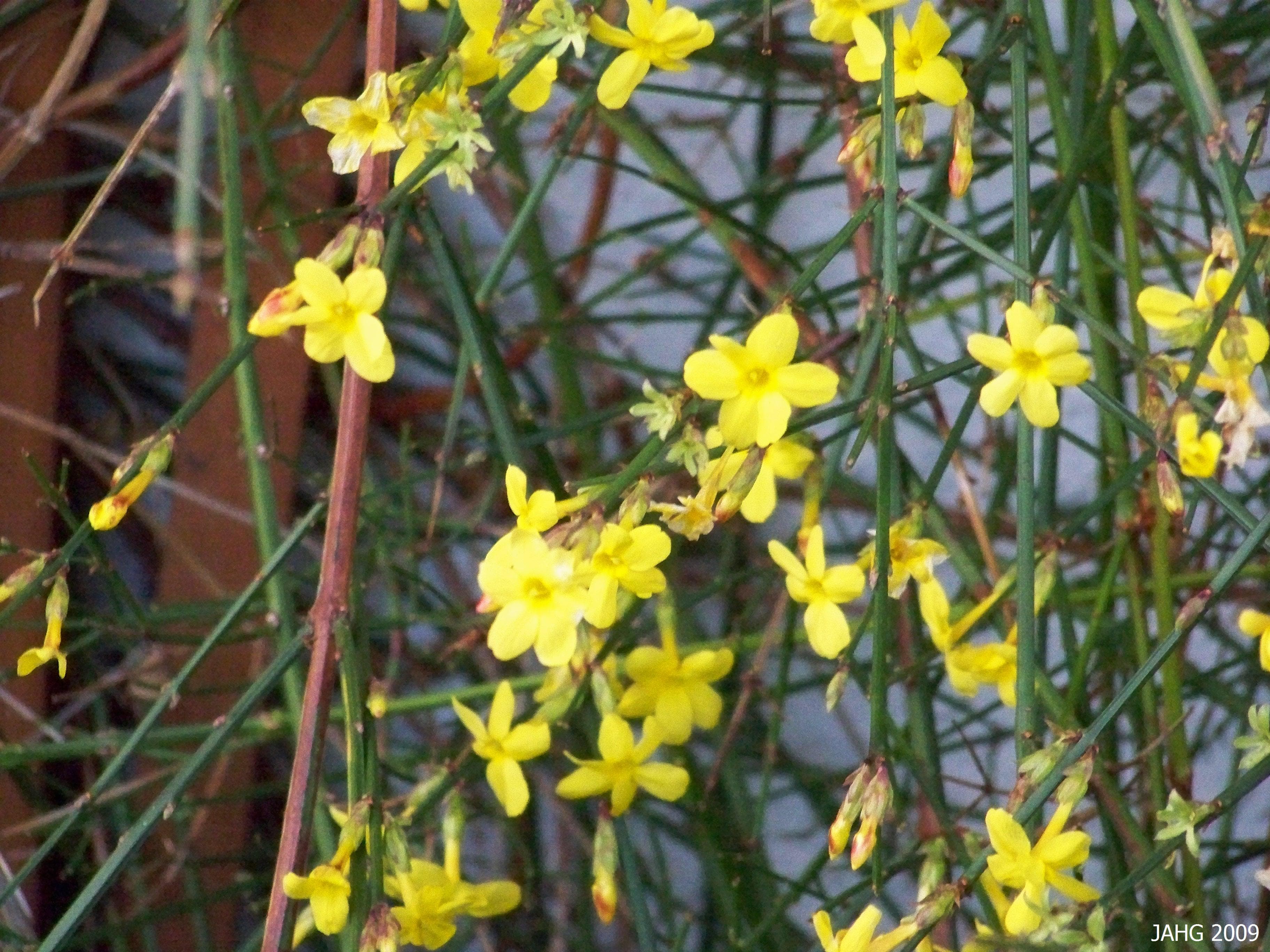 Winter Jasmine