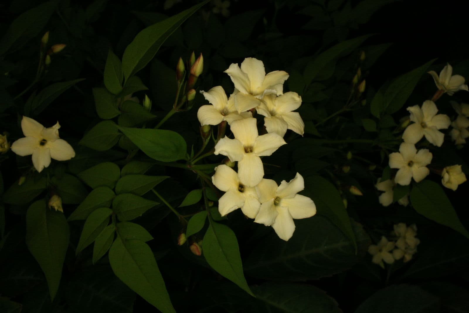 Common Jasmine