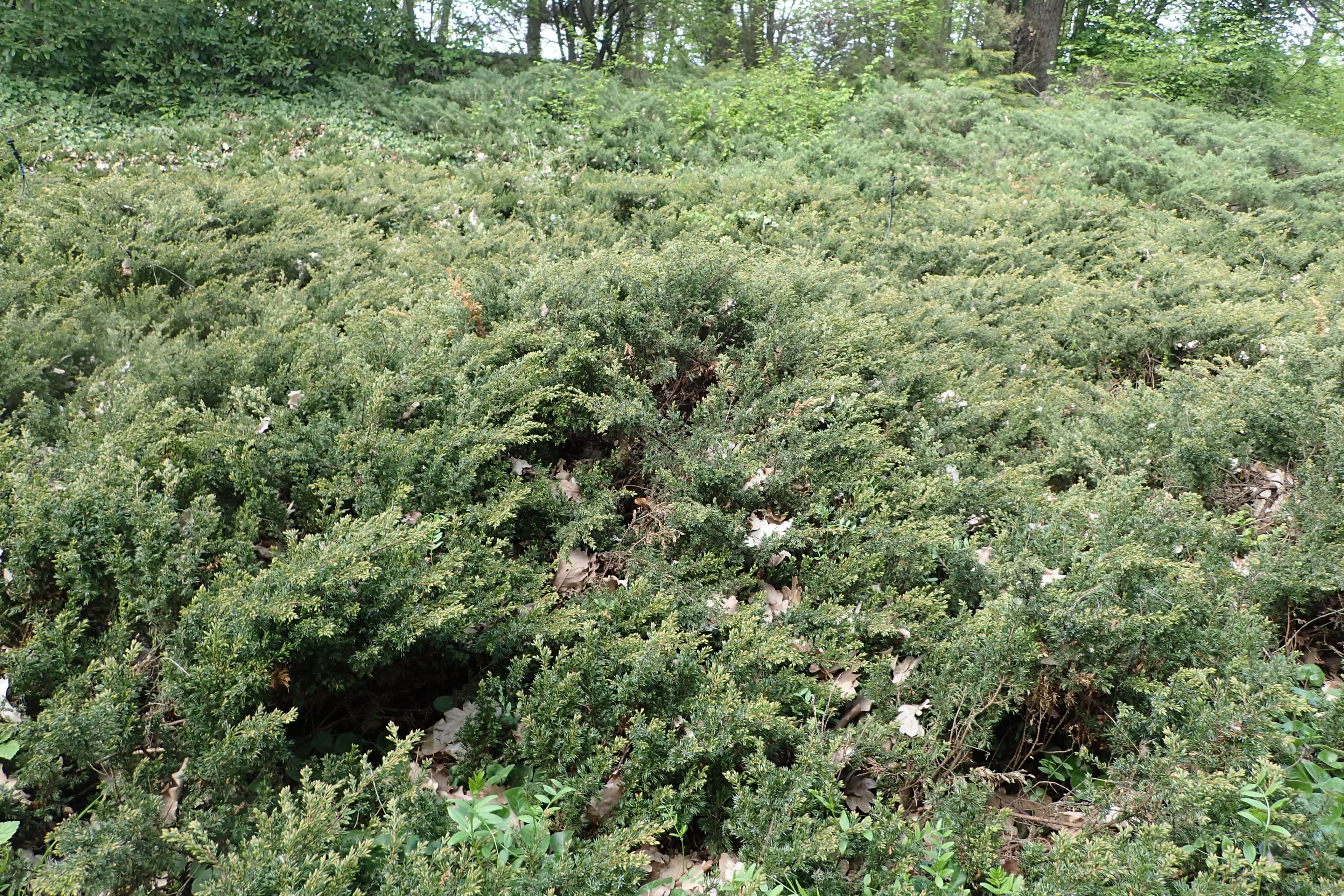 Common Juniper 'Repanda'