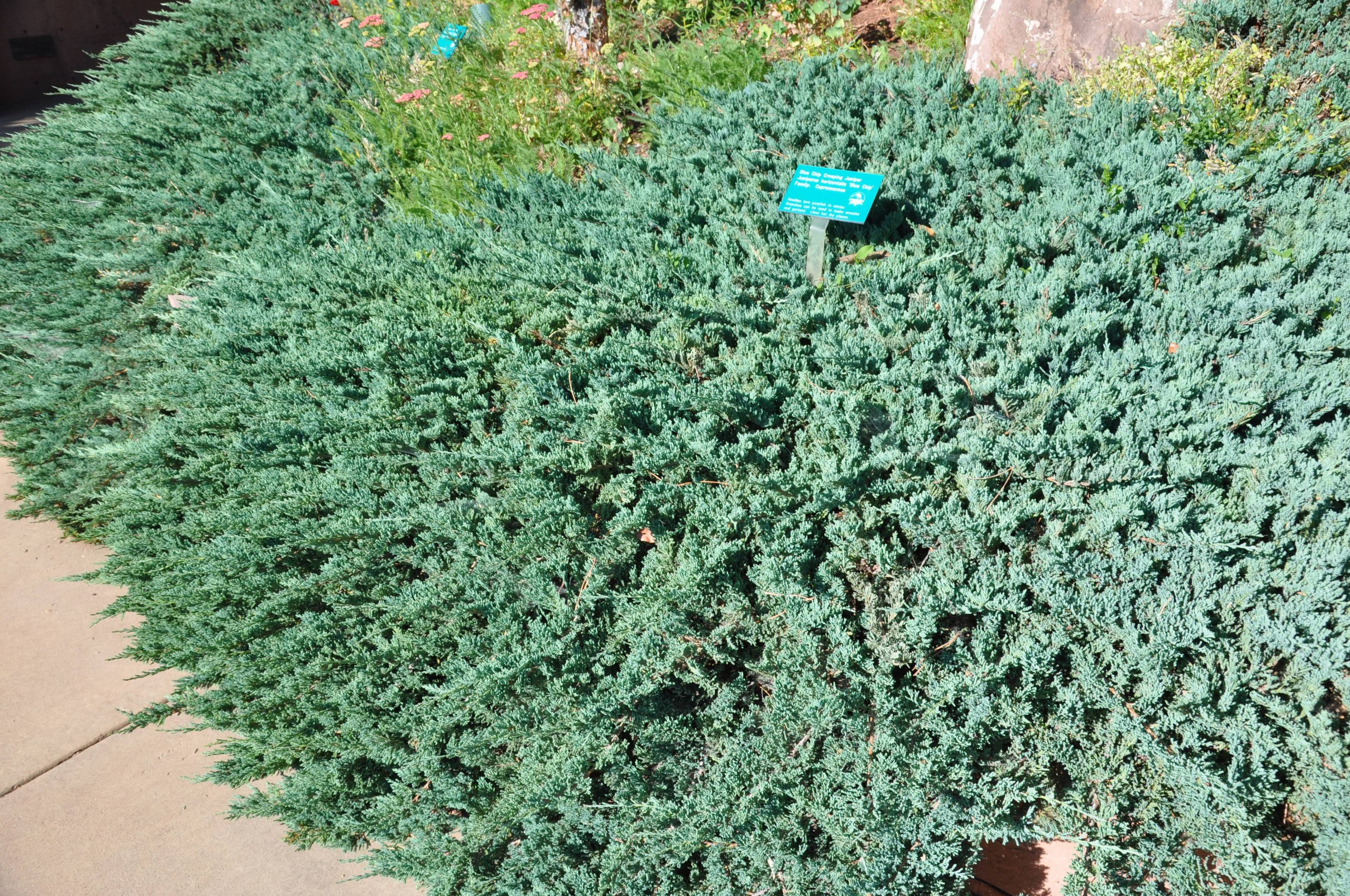 Blue Chip Juniper