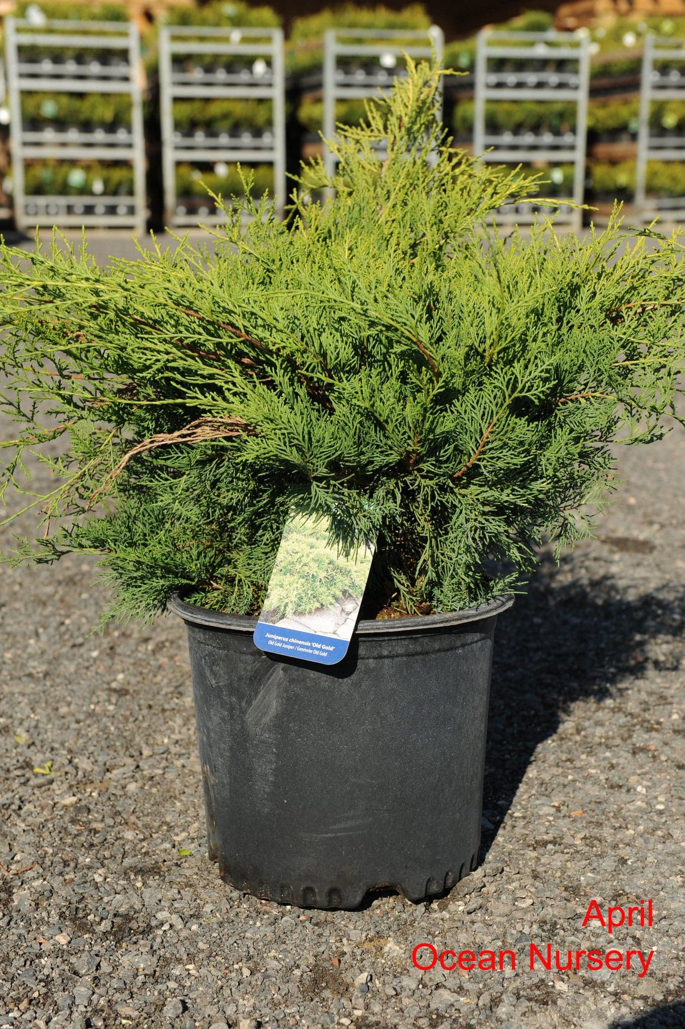Old Gold Juniper