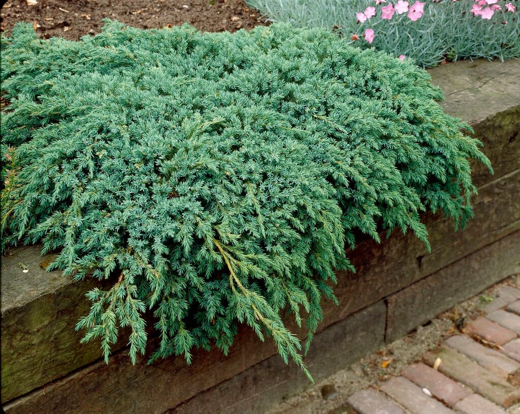 Blue Carpet Juniper