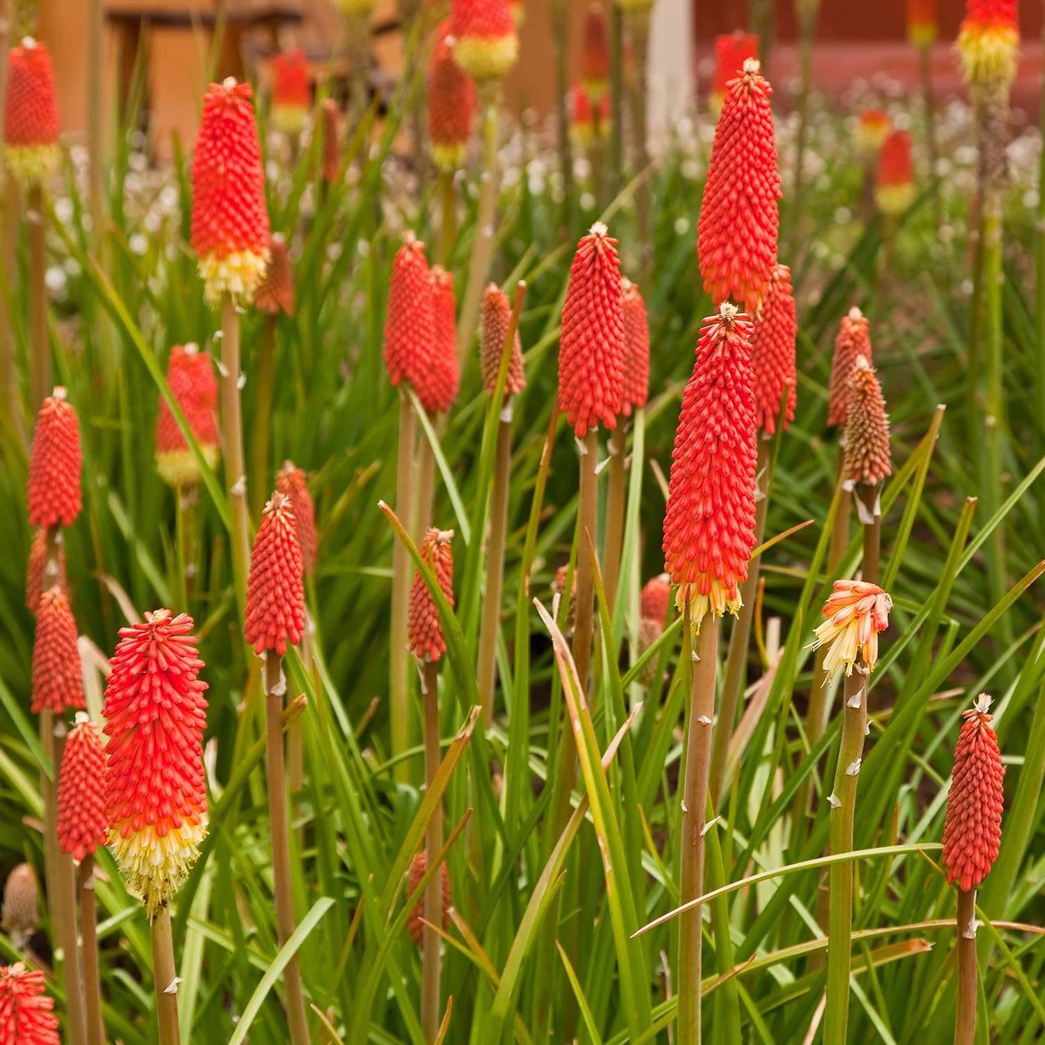 Red Hot Poker