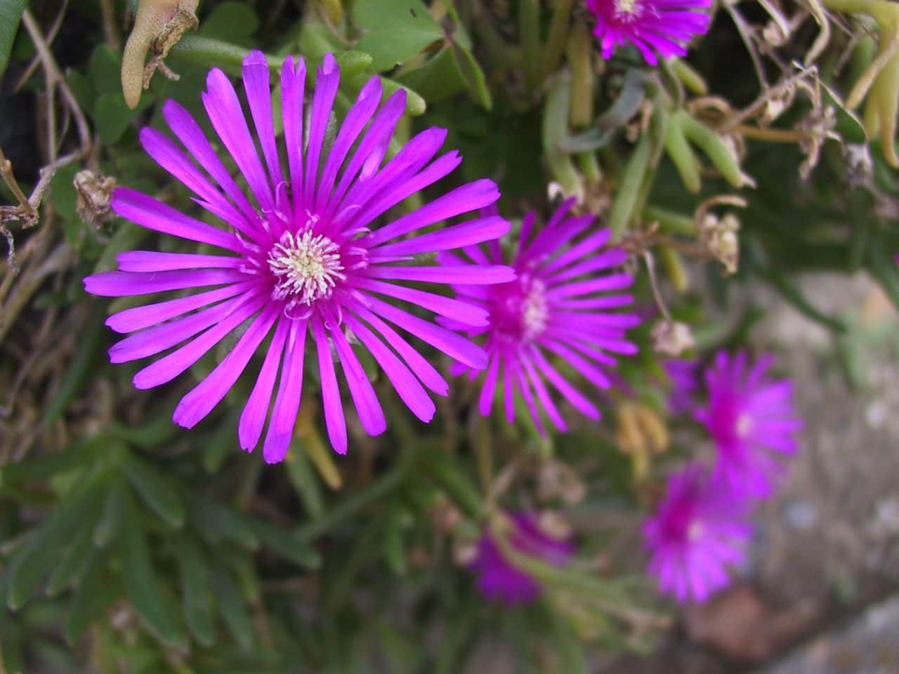 Fuschia Ice Plant