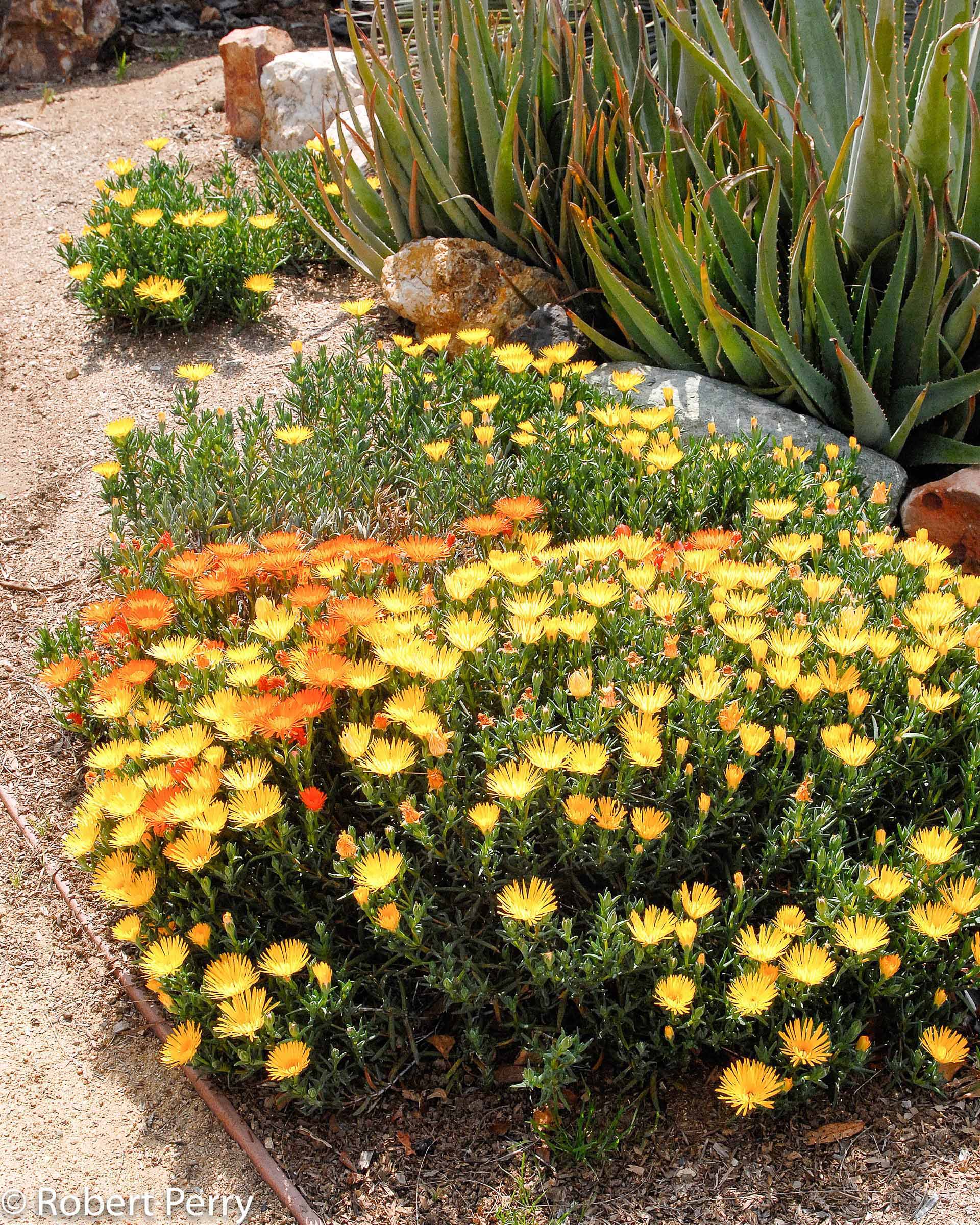 Yellow Ice Plant