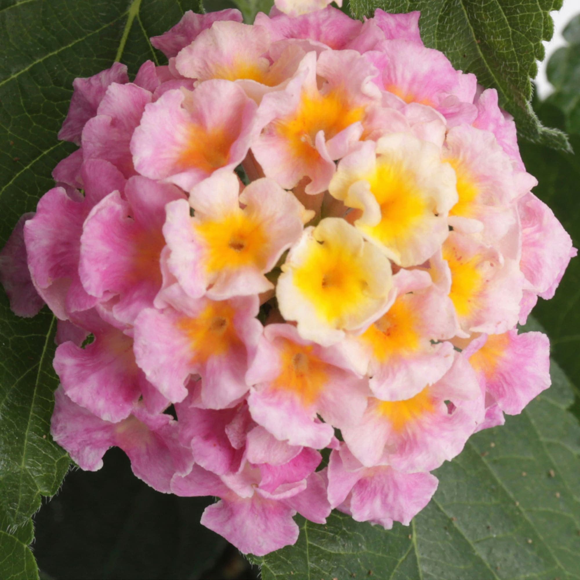 Hot Pink Lantana