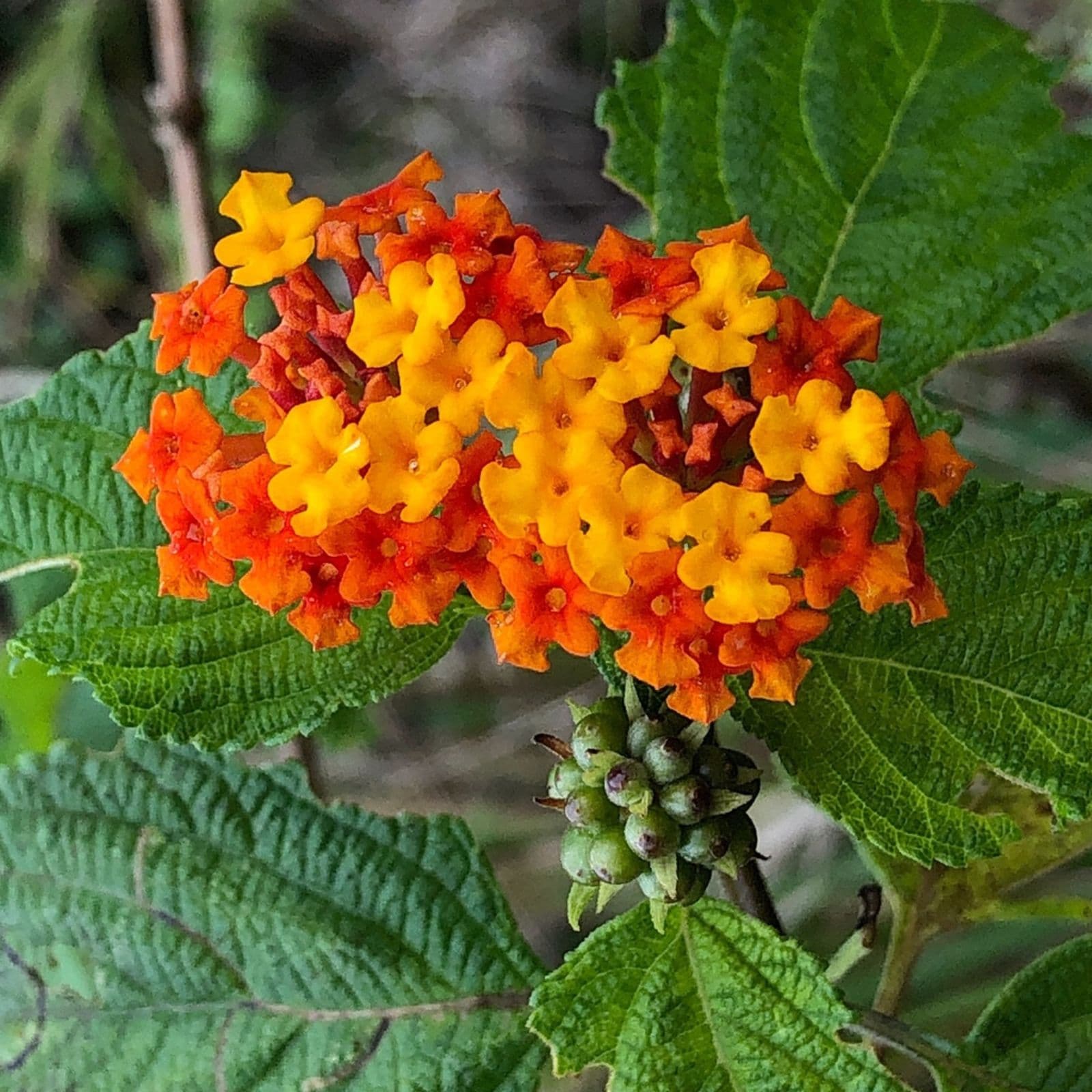 Lantana