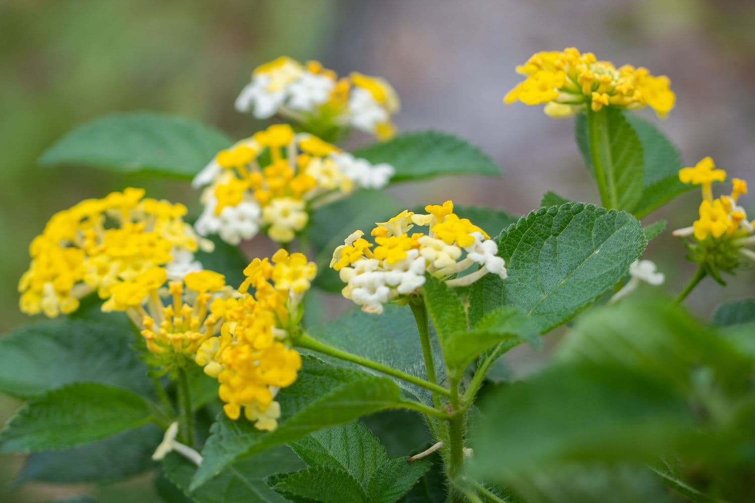Trailing Yellow Lantana