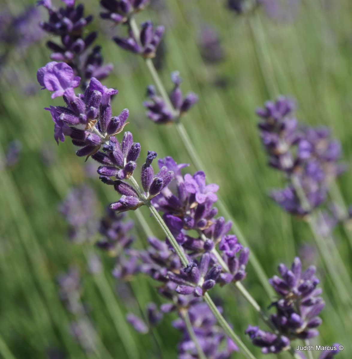 English Lavender