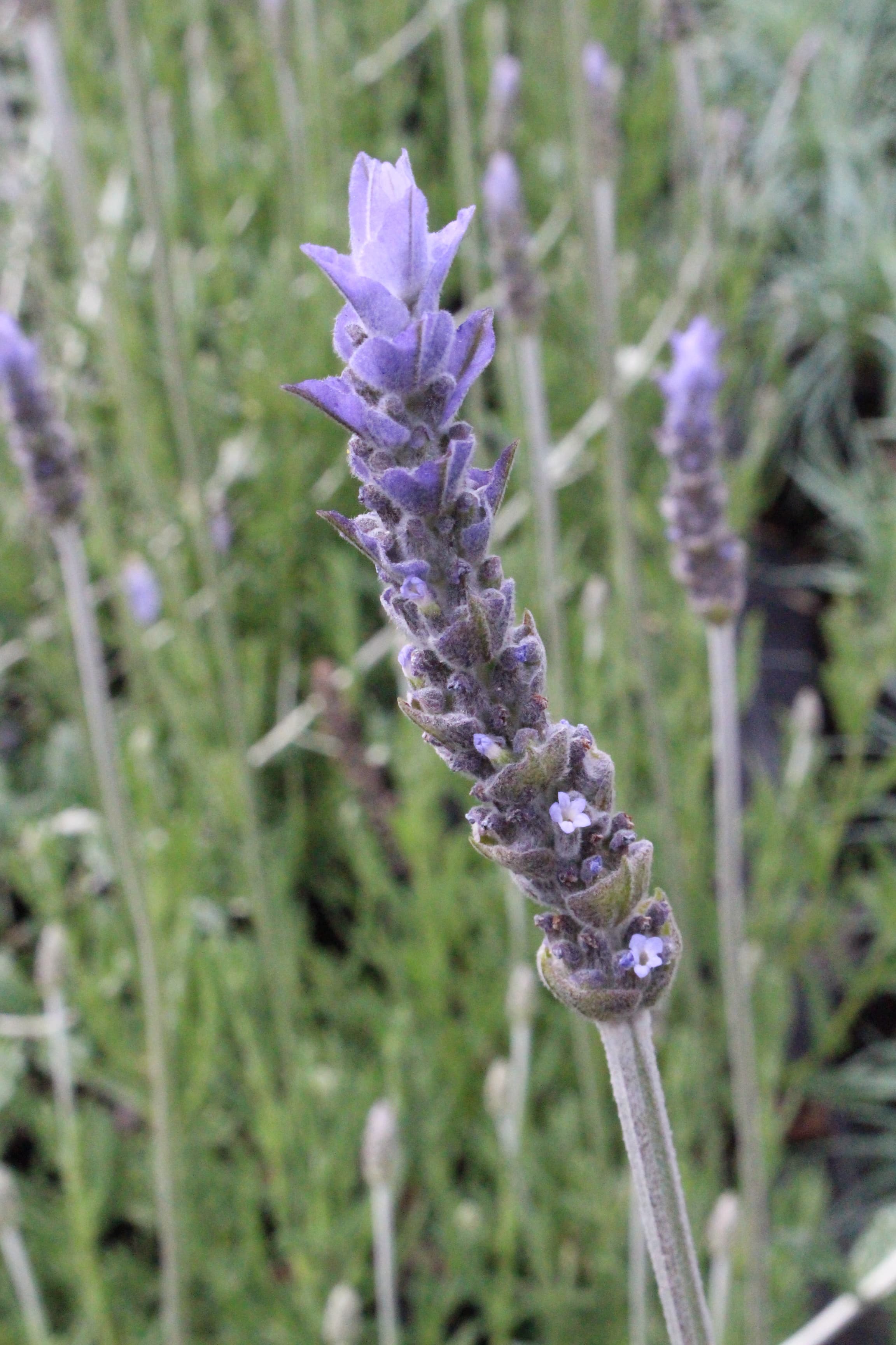 French Lavender